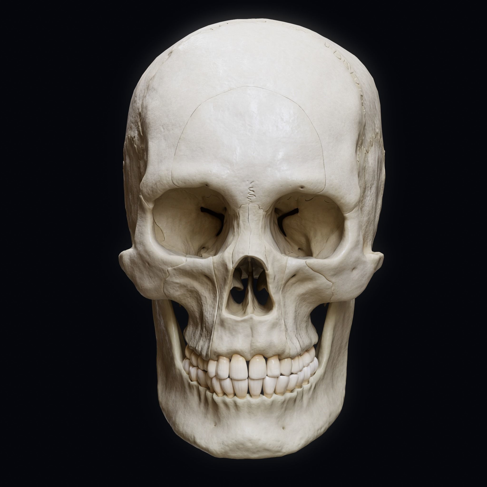 Human Skull Explode Anatomy Atlas Low-poly 3D model_2