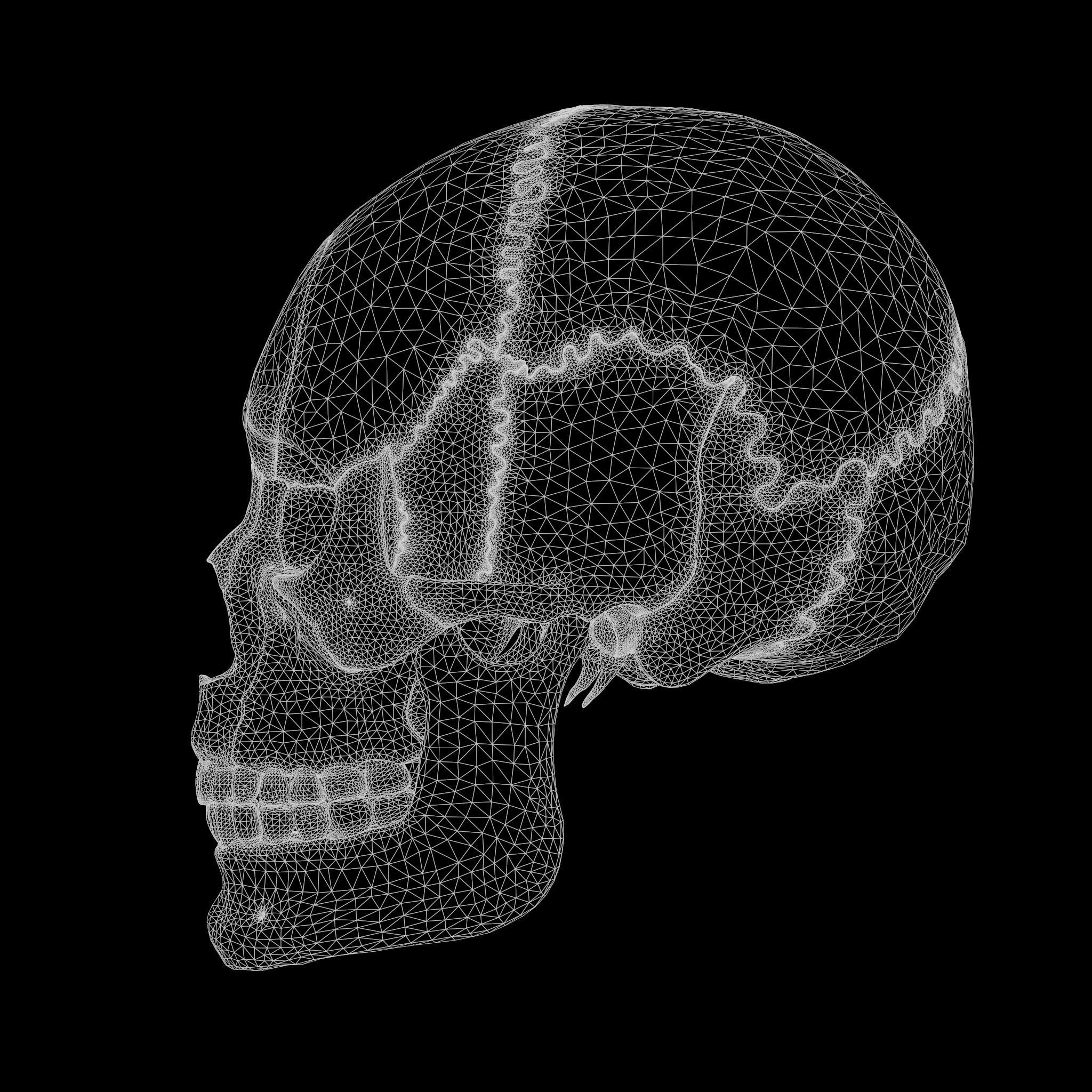 Human Skull Explode Anatomy Atlas Low-poly 3D model_14