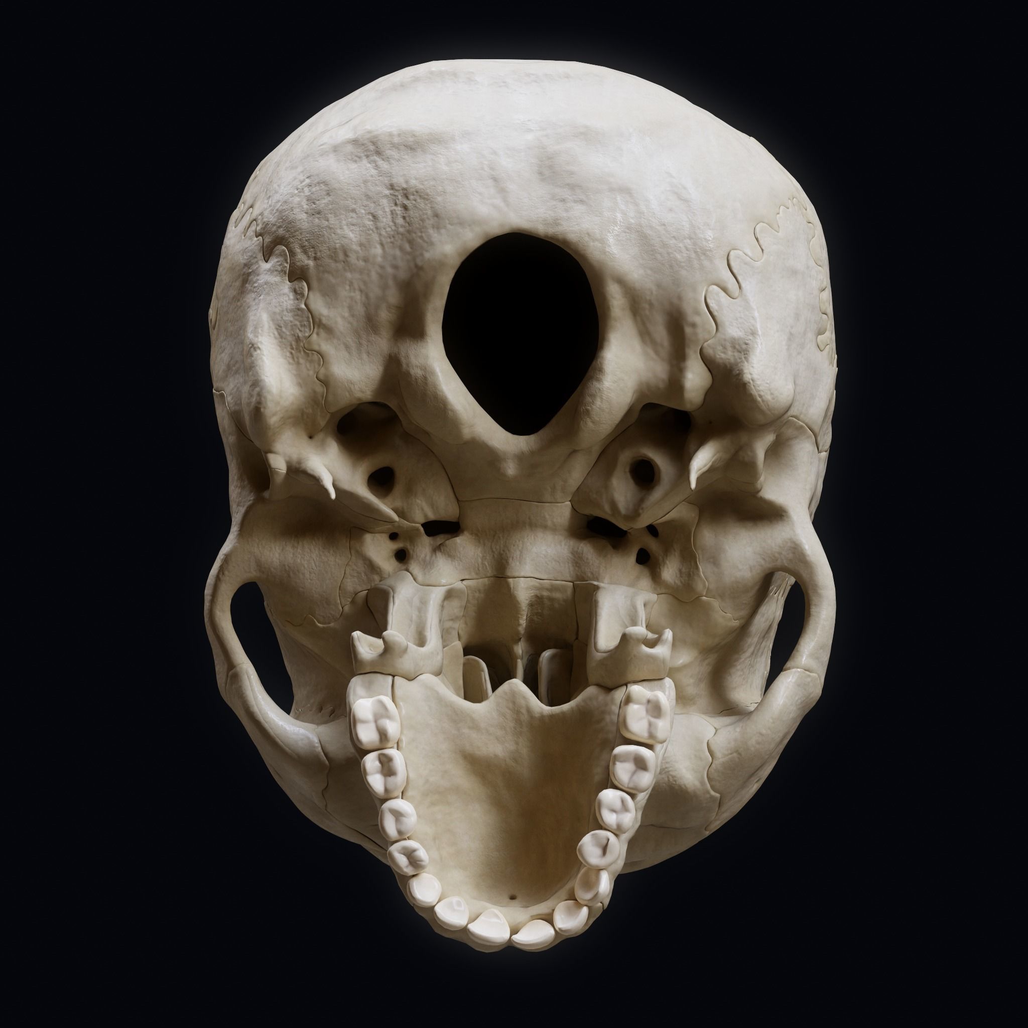 Human Skull Explode Anatomy Atlas Low-poly 3D model_5