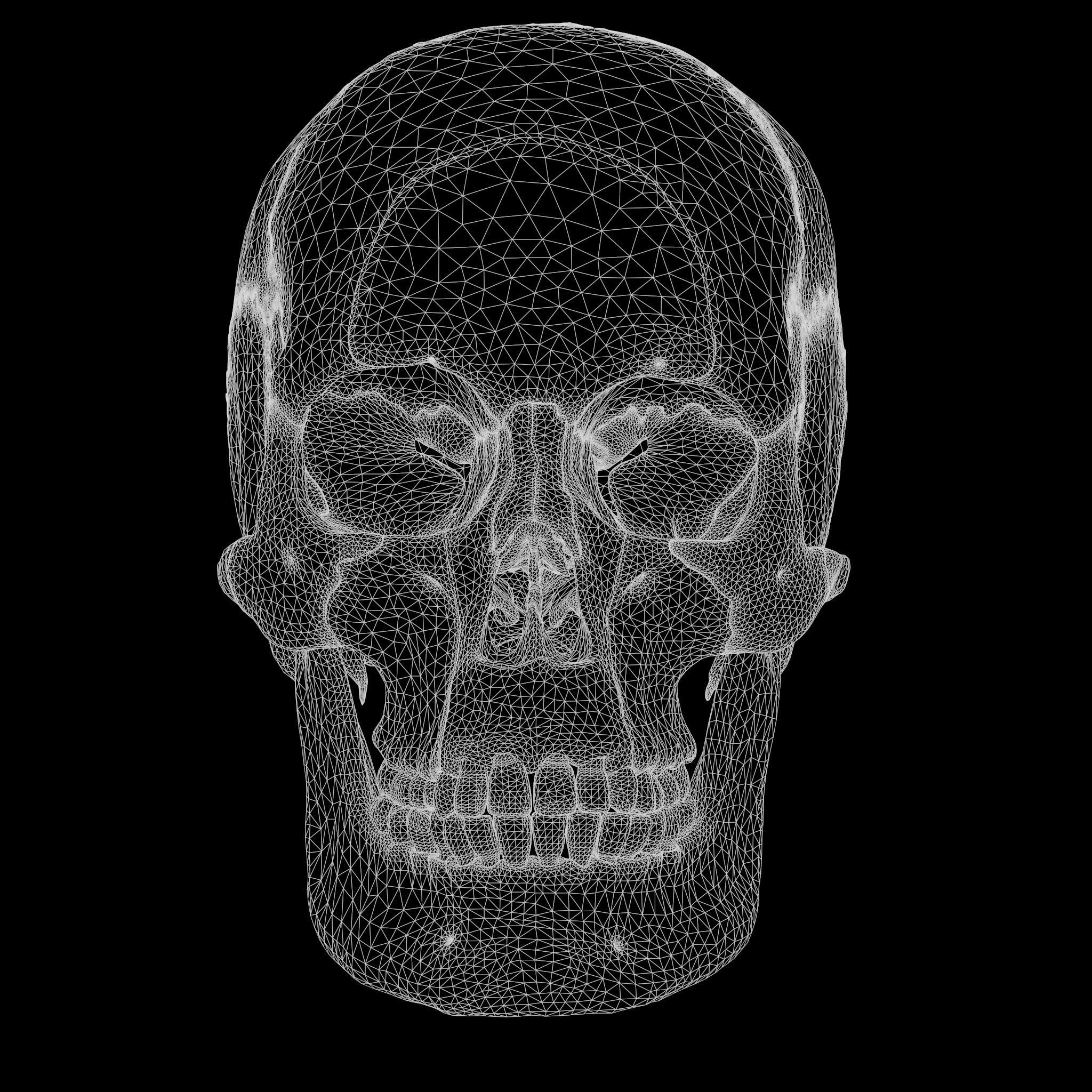 Human Skull Explode Anatomy Atlas Low-poly 3D model_12
