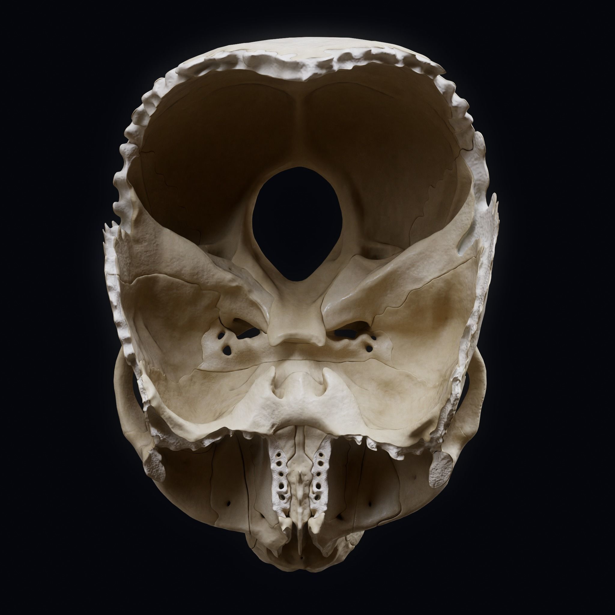Human Skull Explode Anatomy Atlas Low-poly 3D model_6