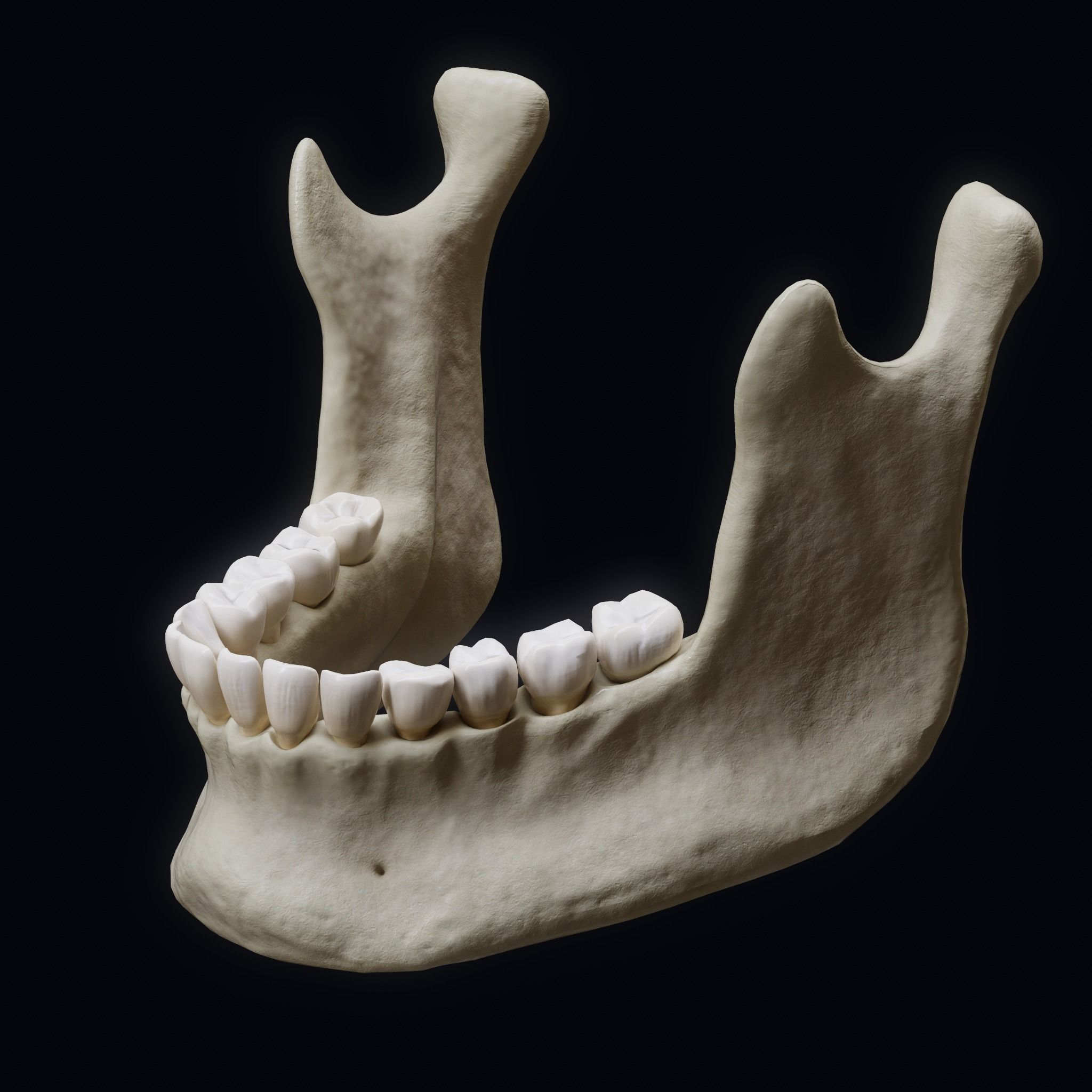 Human Skull Explode Anatomy Atlas Low-poly 3D model_8
