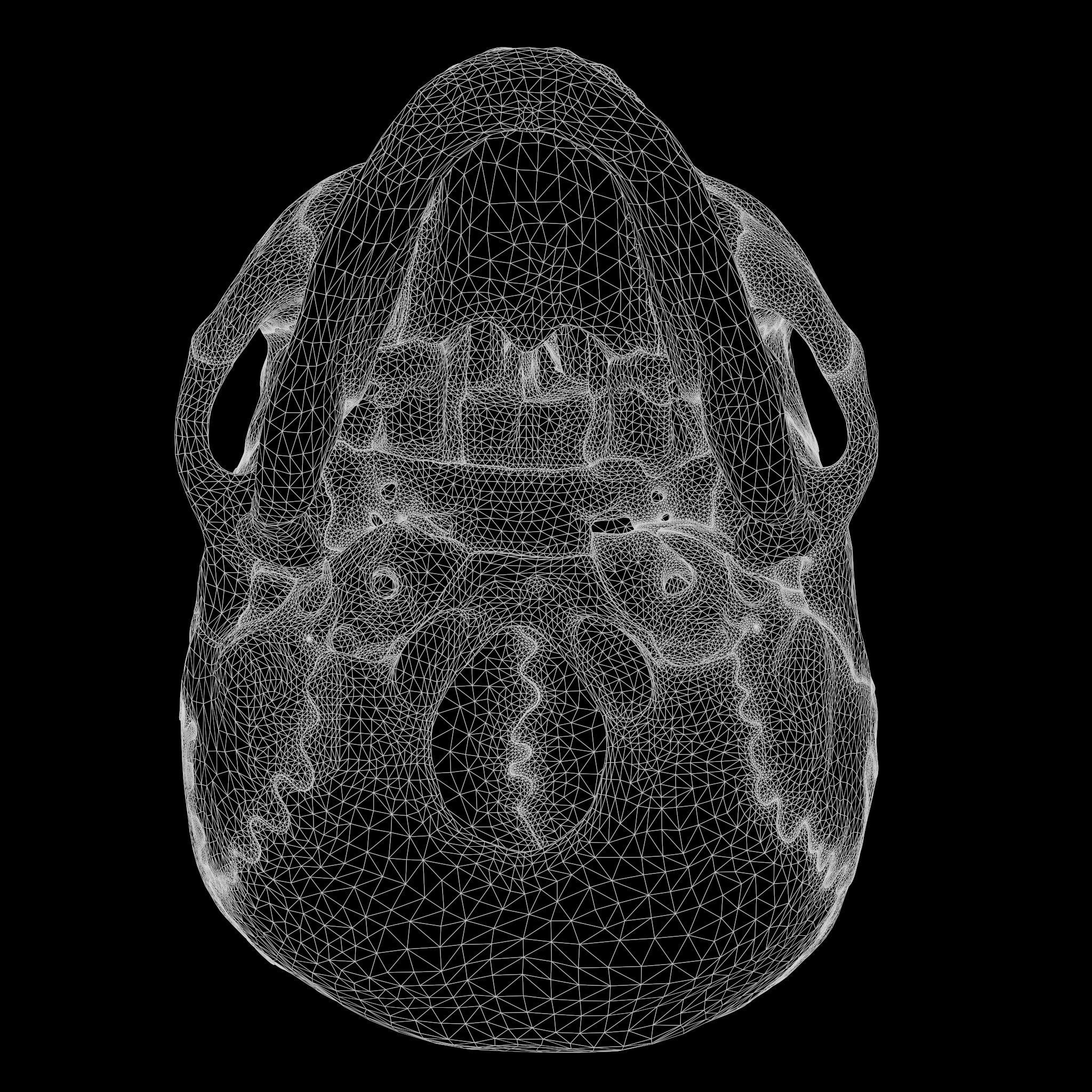 Human Skull Explode Anatomy Atlas Low-poly 3D model_13