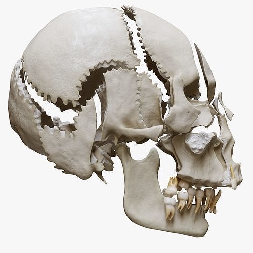 Human Skull Explode Anatomy Atlas Low-poly 3D model