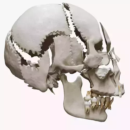 Human Skull Explode Anatomy Atlas Low-poly 3D model