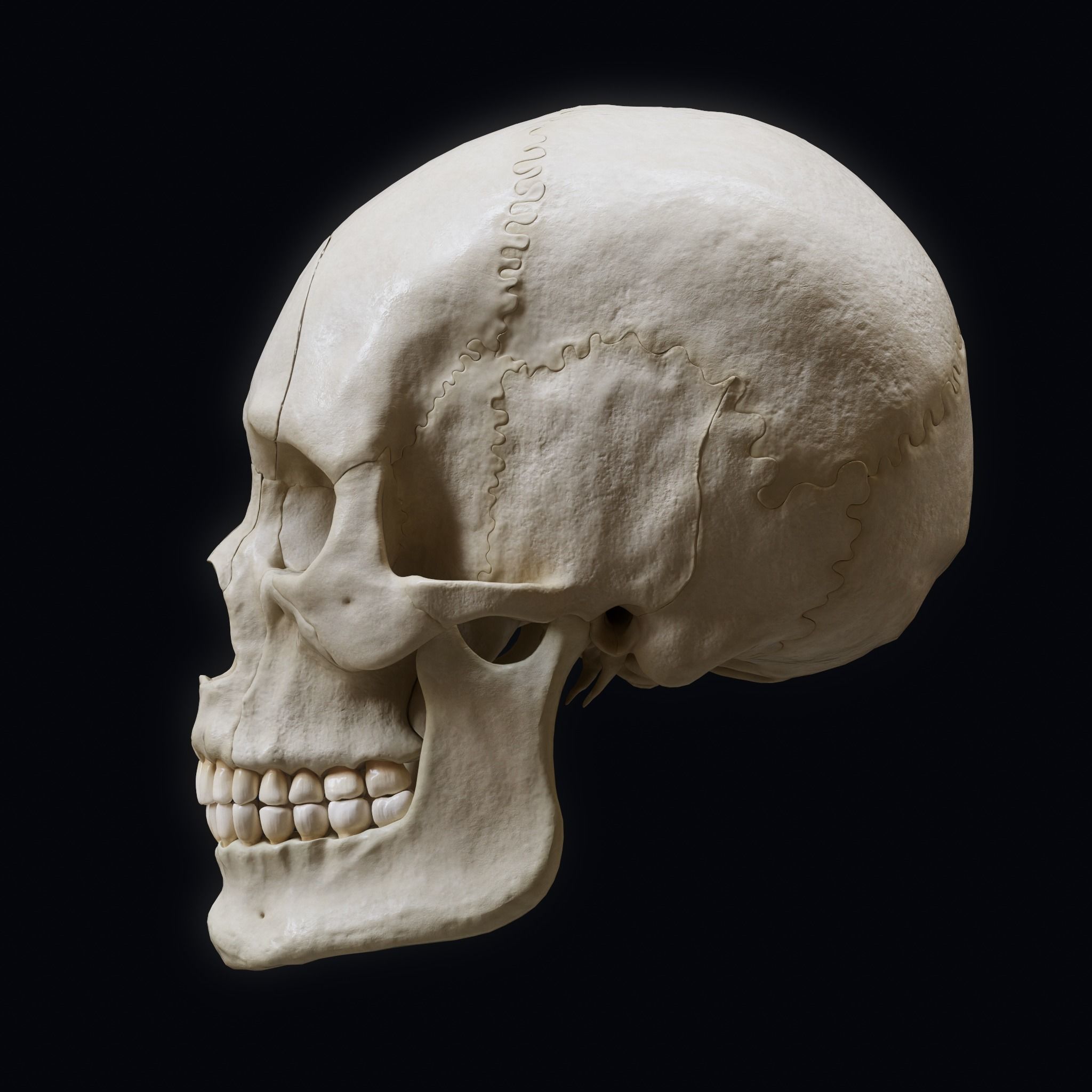 Human Skull Explode Anatomy Atlas Low-poly 3D model_3