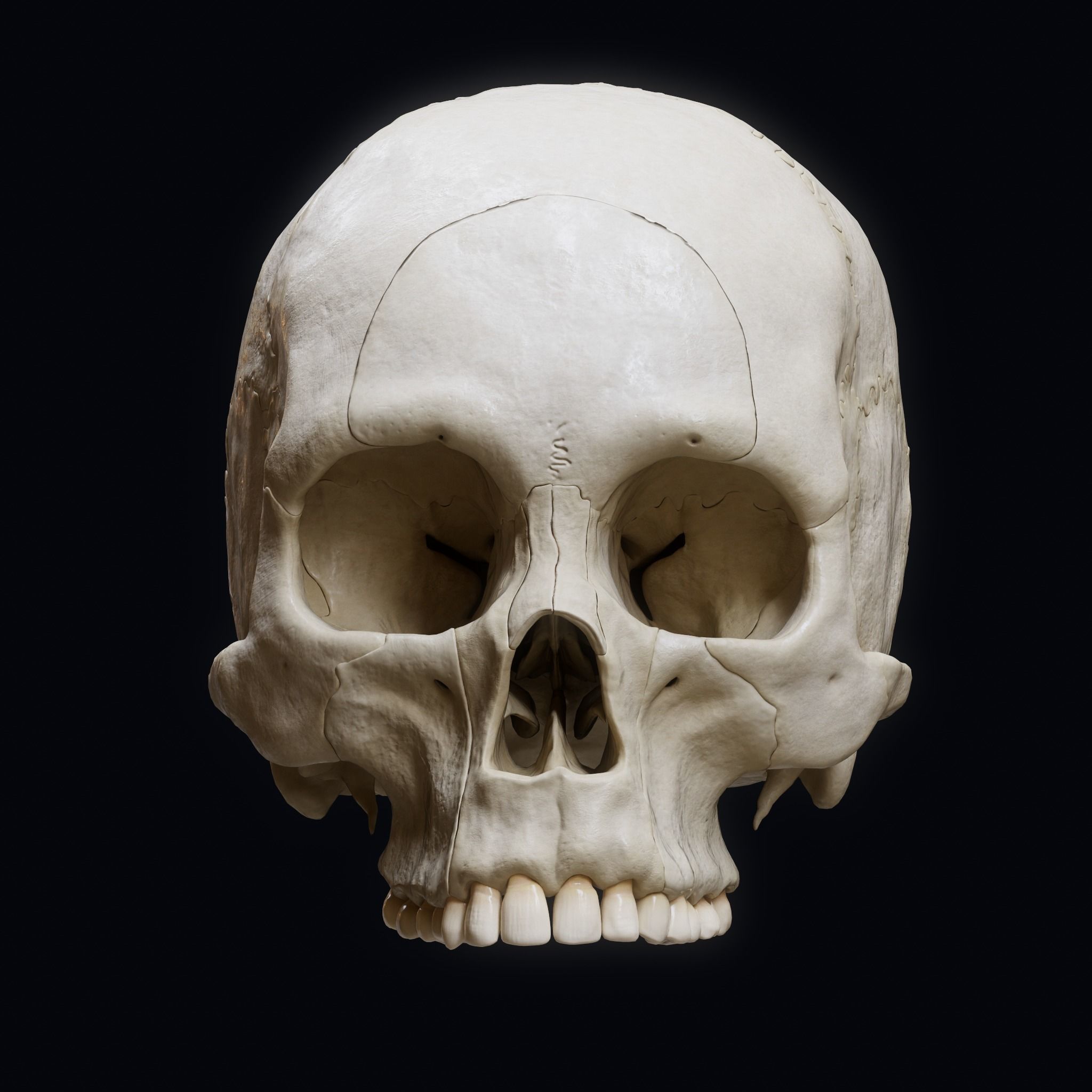 Human Skull Explode Anatomy Atlas Low-poly 3D model_4