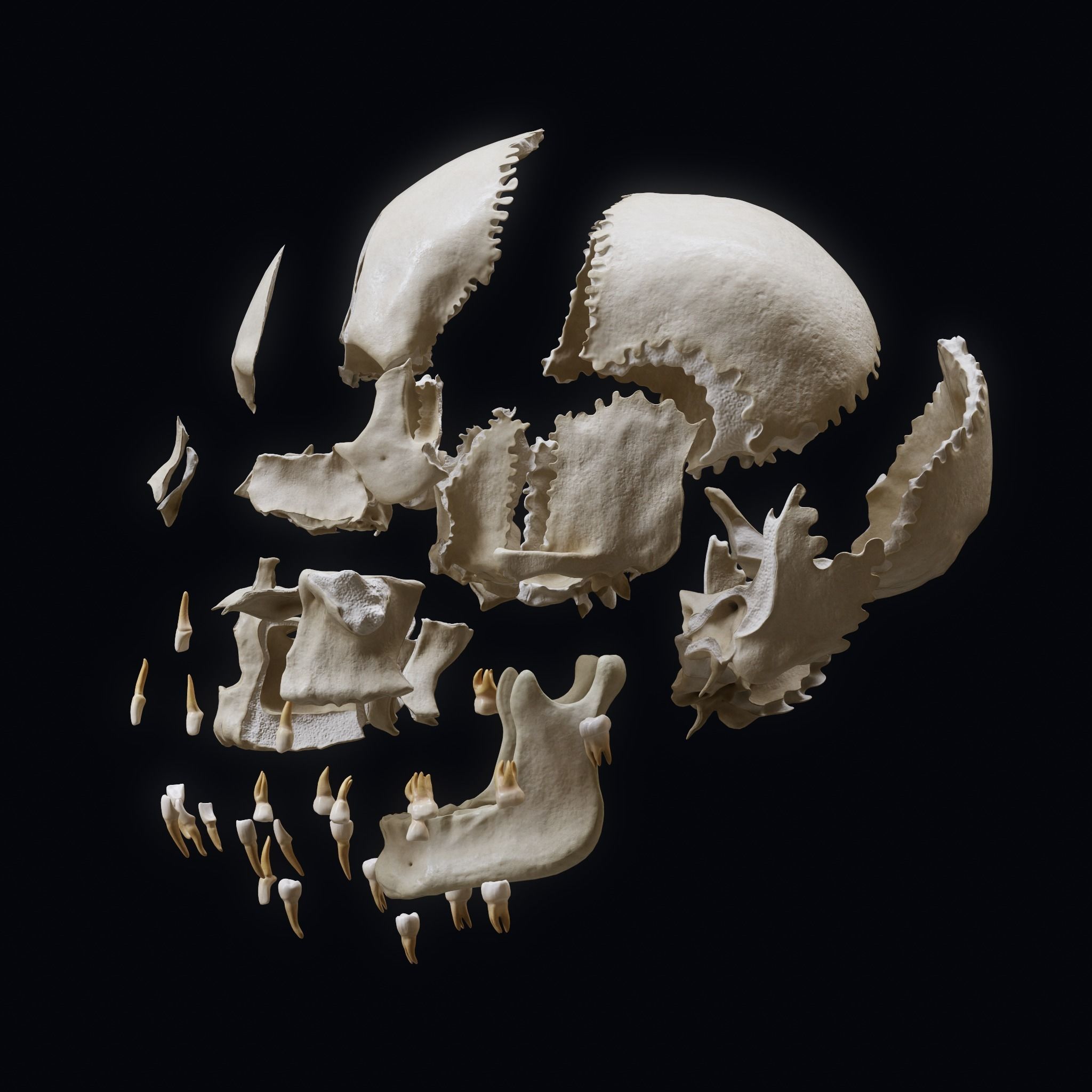 Human Skull Explode Anatomy Atlas Low-poly 3D model_10
