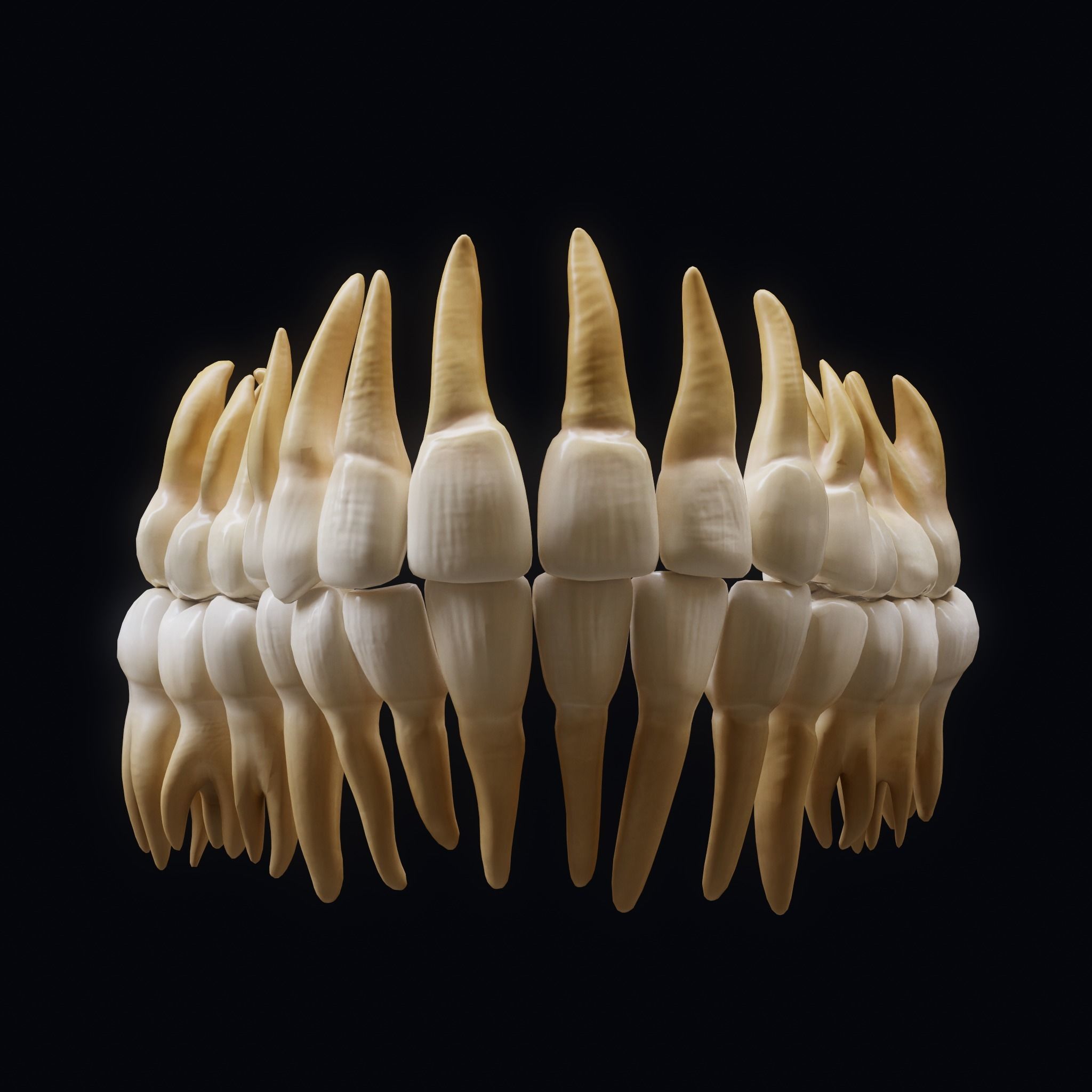 Human Skull Explode Anatomy Atlas Low-poly 3D model_9