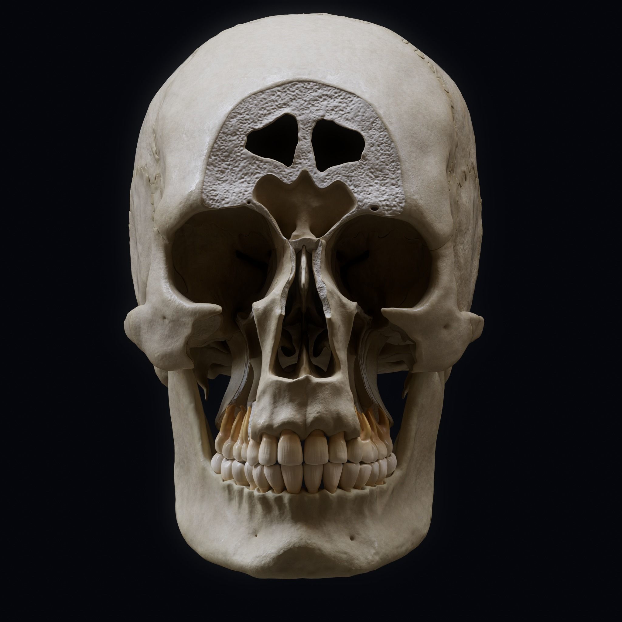 Human Skull Explode Anatomy Atlas Low-poly 3D model_11