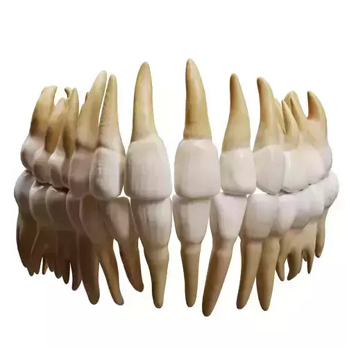 Human Teeth Tooth Low-poly 3D model