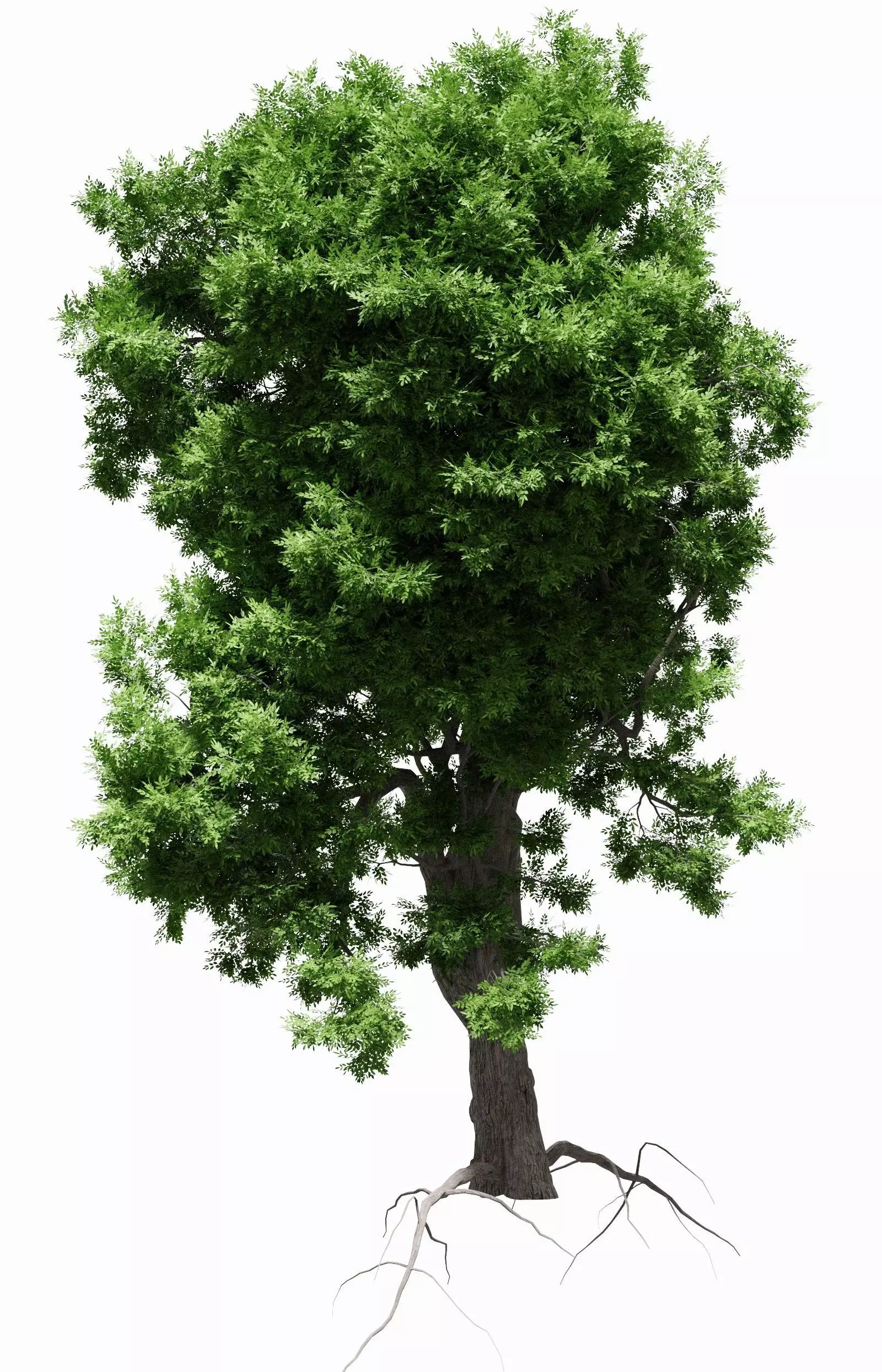 Ash-leaved tree ver 0-2 3D model_0