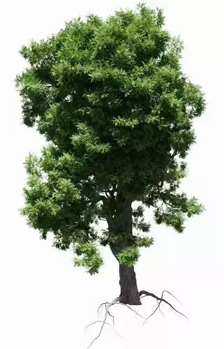 Ash-leaved tree ver 0-2