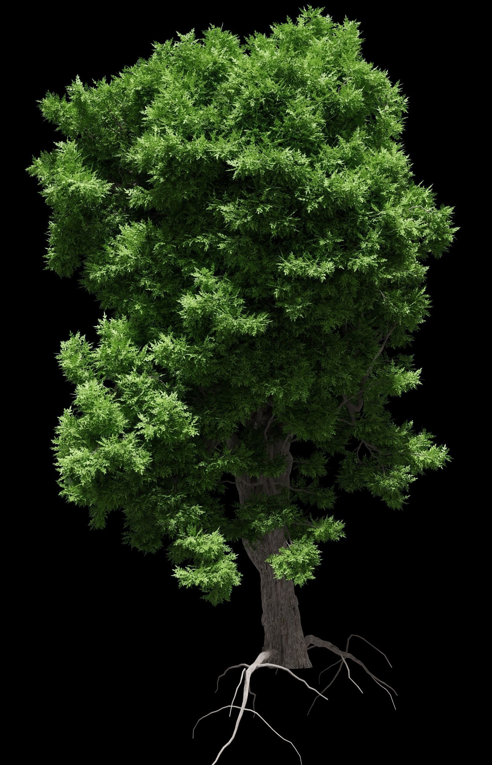 Ash-leaved tree ver 0-2 3D model_4