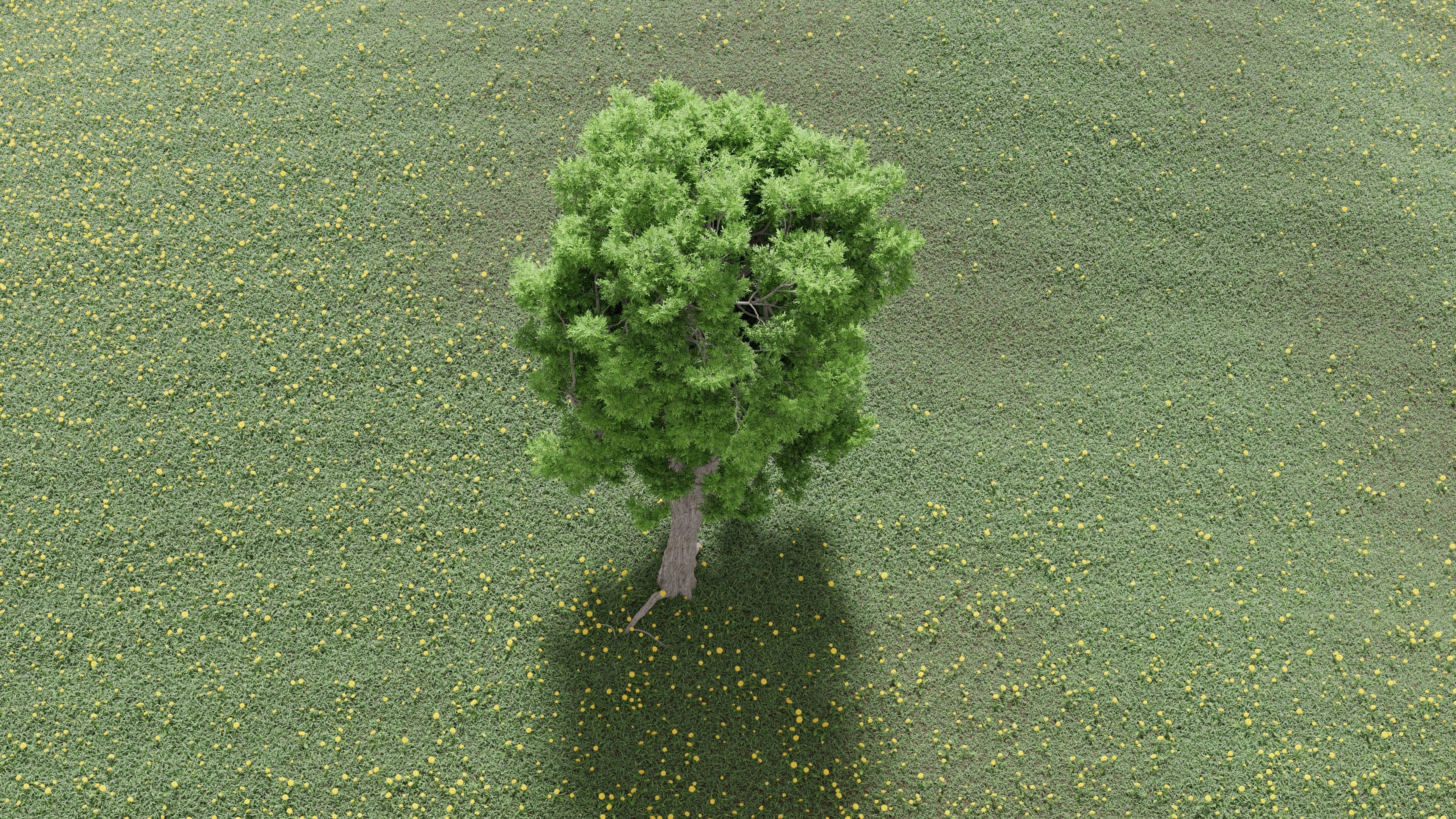 Ash-leaved tree ver 0-2 3D model_6