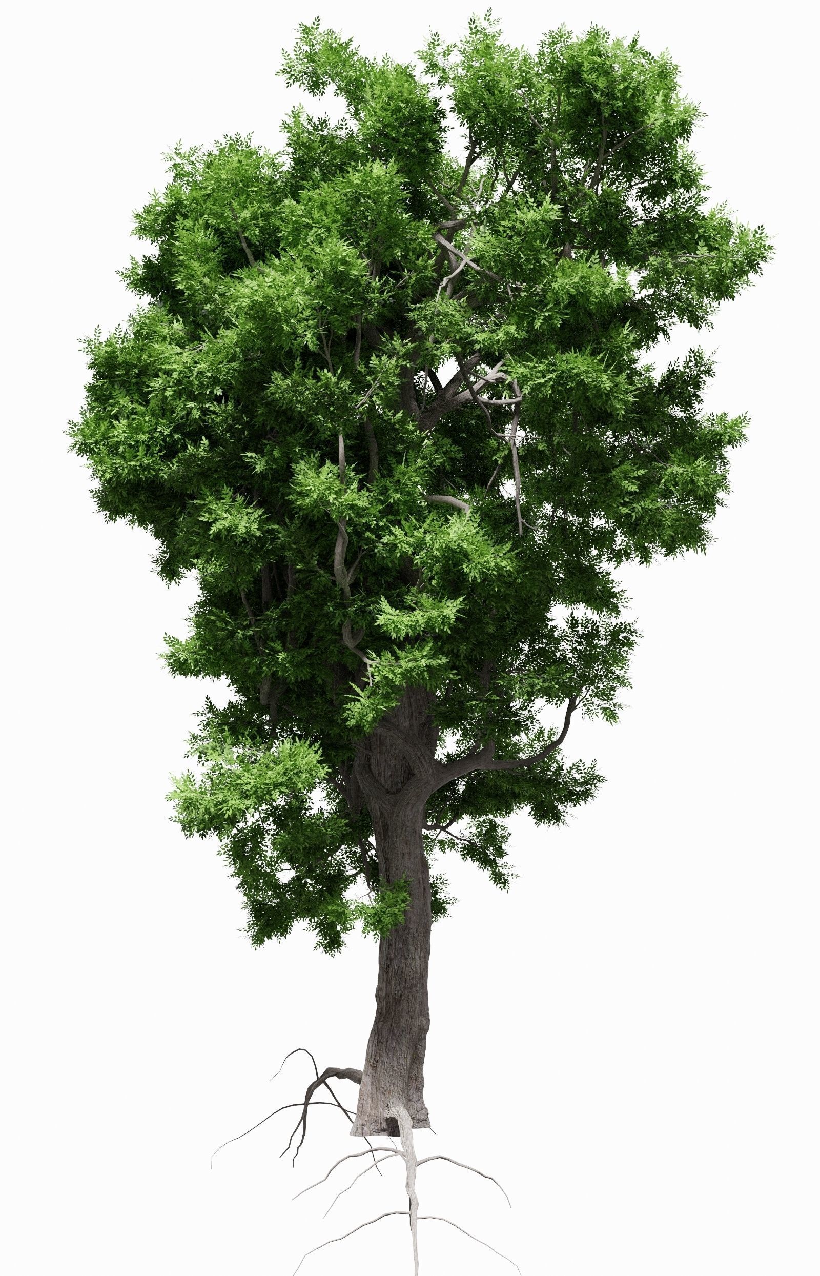 Ash-leaved tree ver 0-2 3D model_3