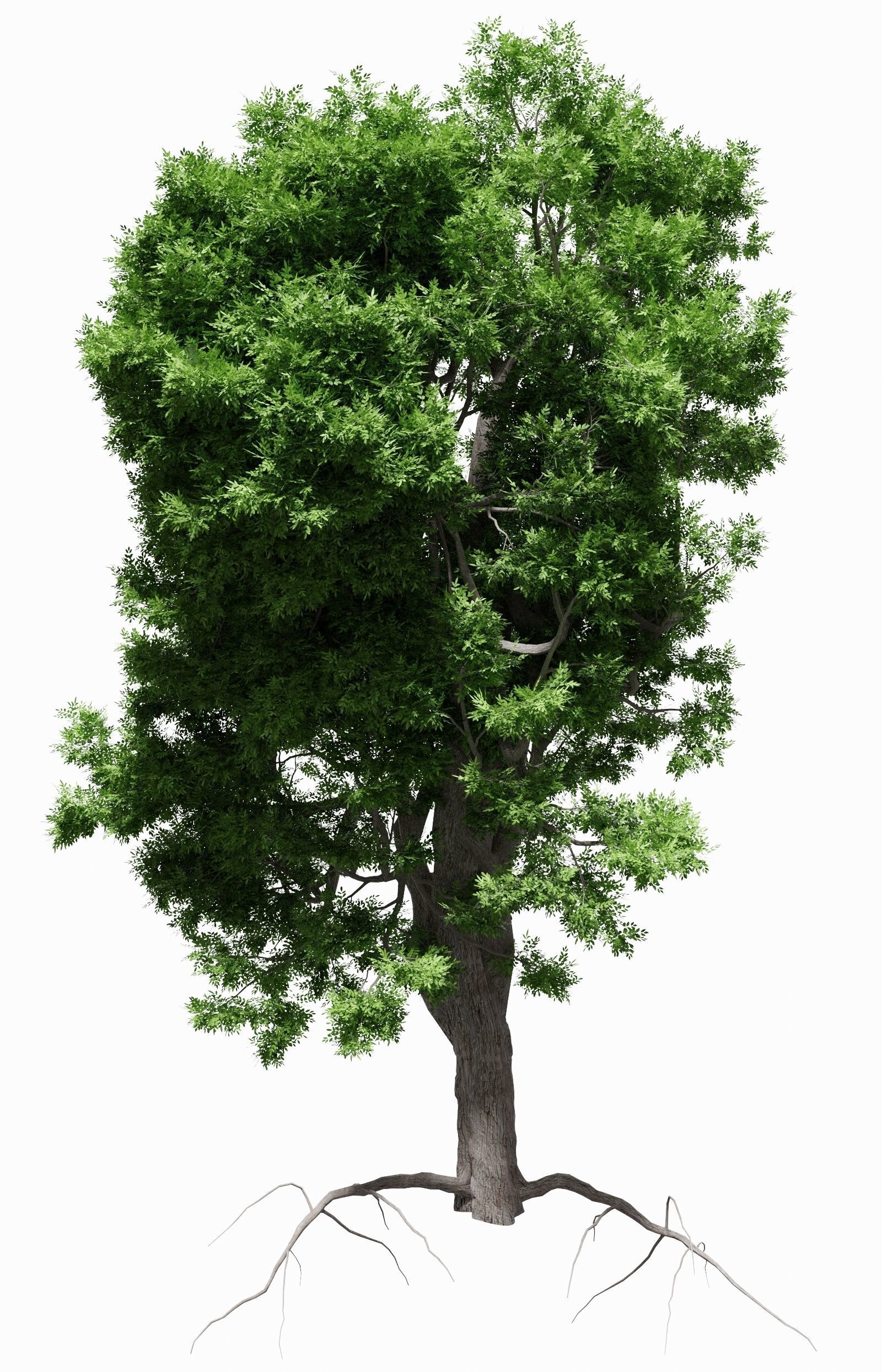Ash-leaved tree ver 0-2 3D model_2