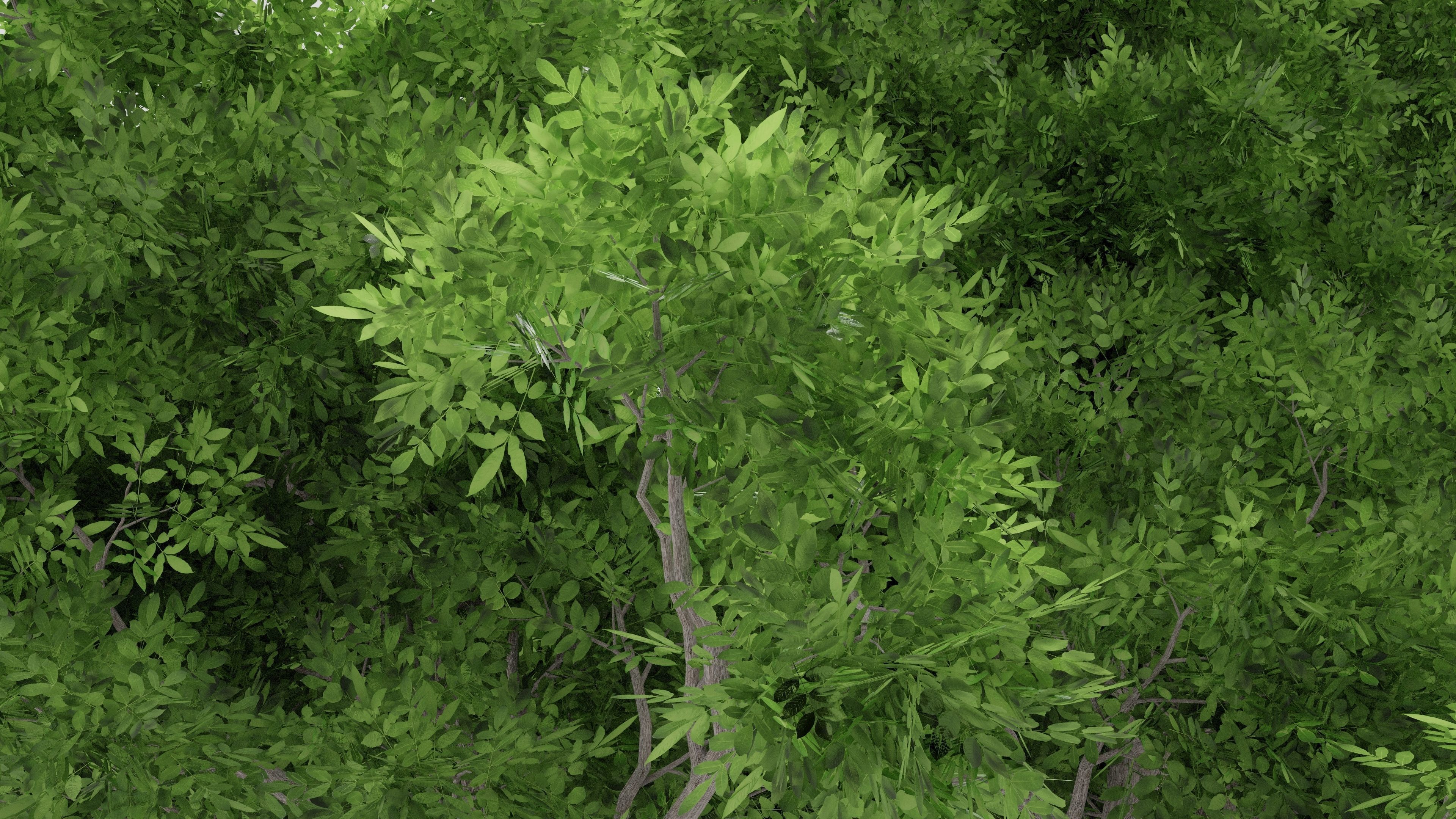 Ash-leaved tree ver 0-2 3D model_5