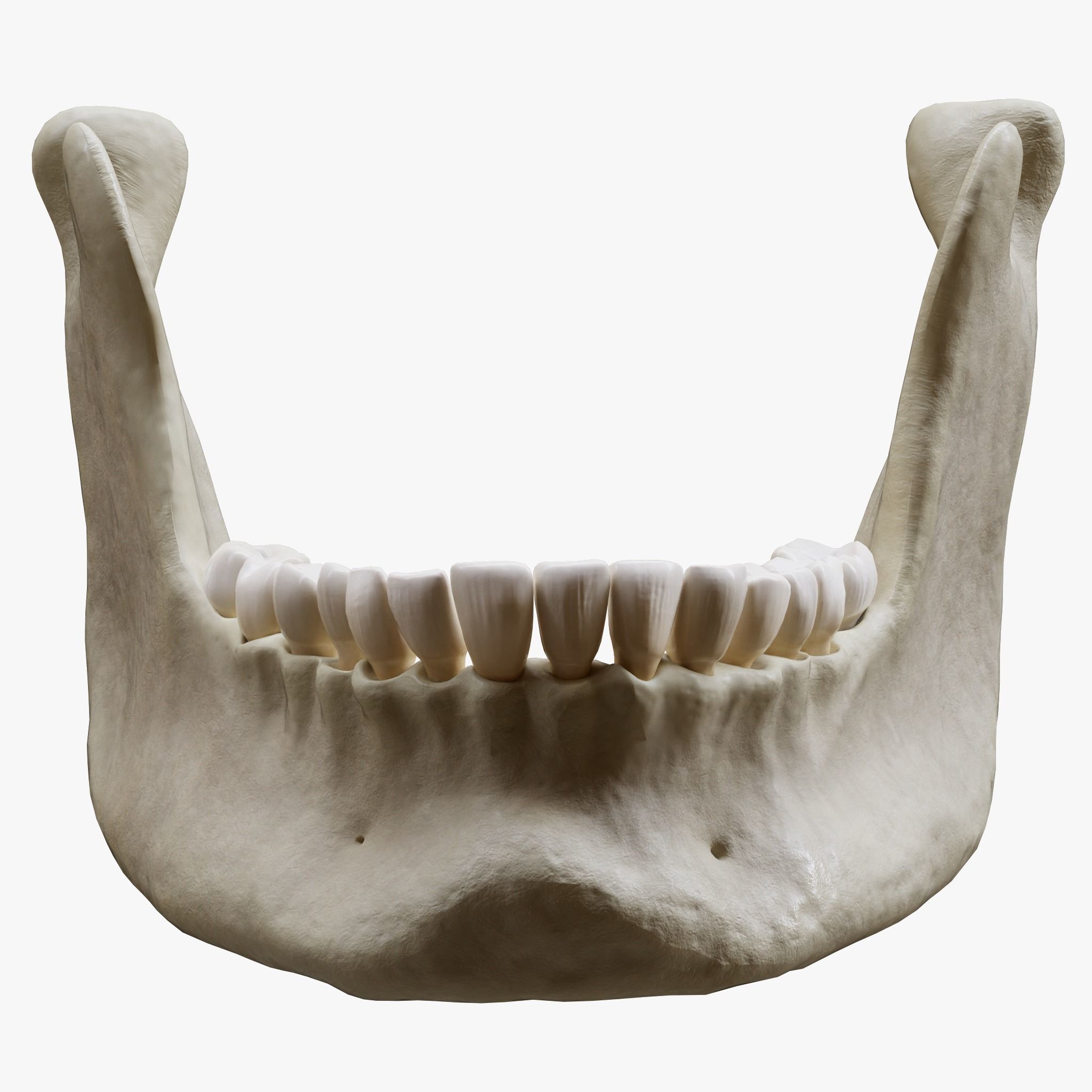 Human Jaw Anatomy Low-poly 3D model_1