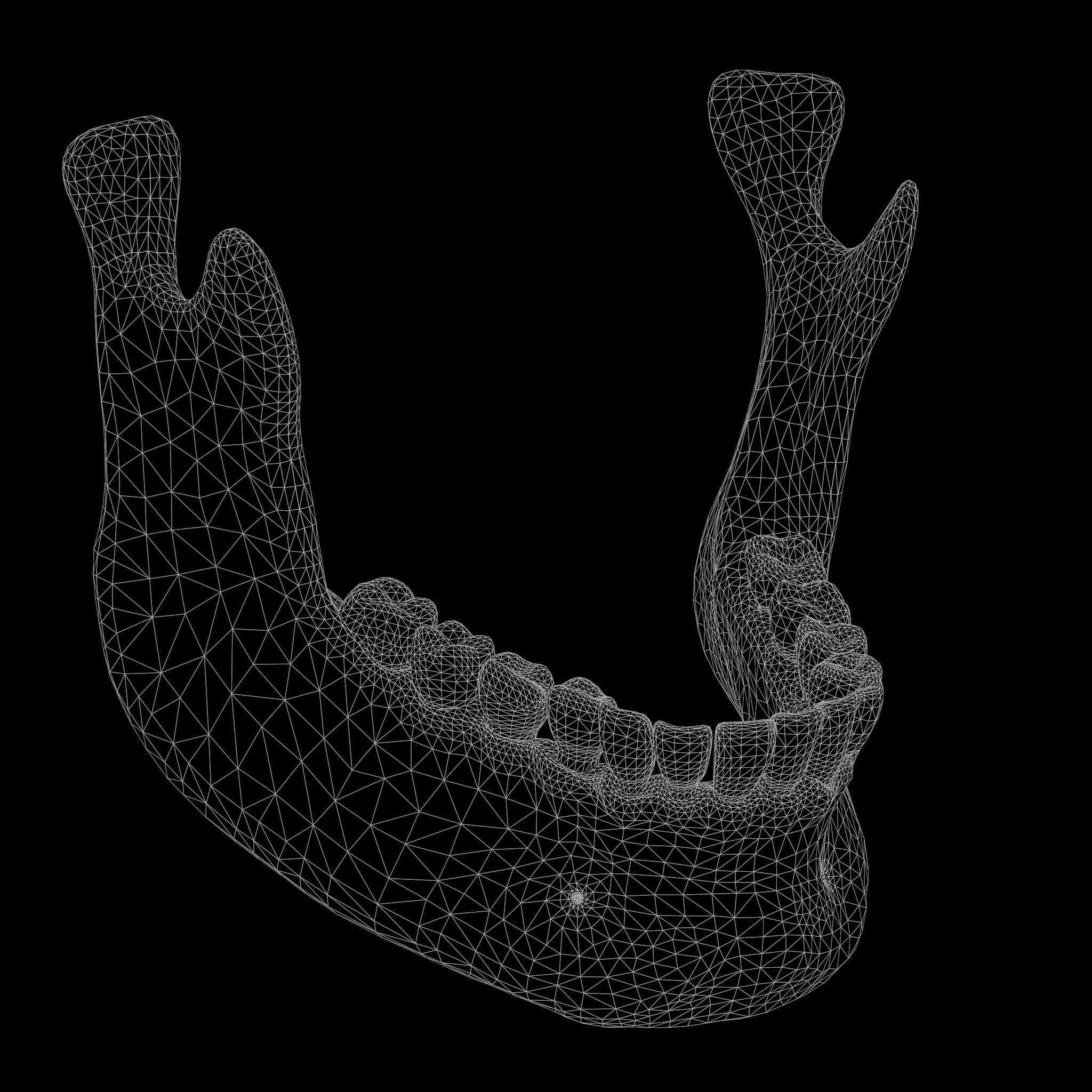 Human Jaw Anatomy Low-poly 3D model_8