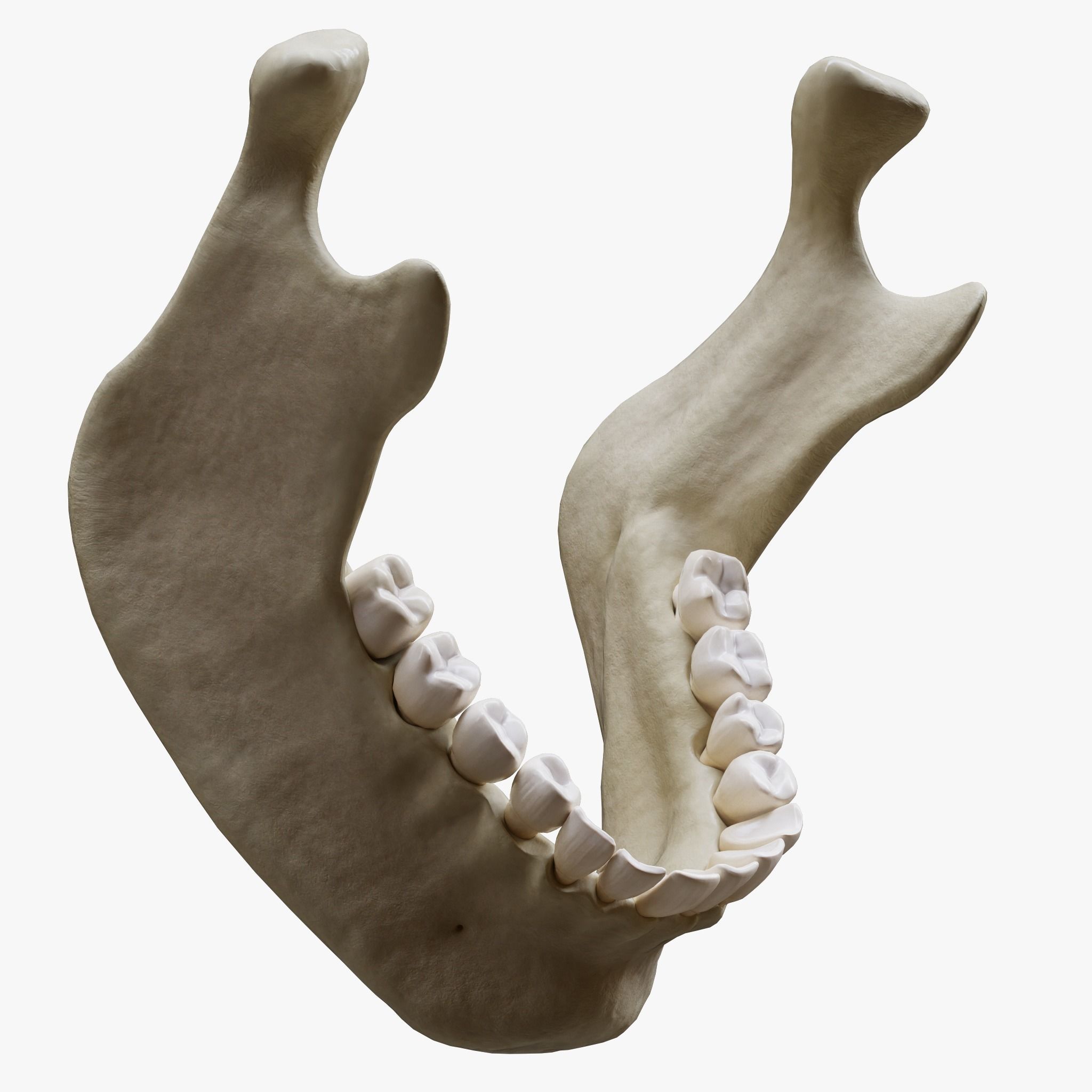 Human Jaw Anatomy Low-poly 3D model_2