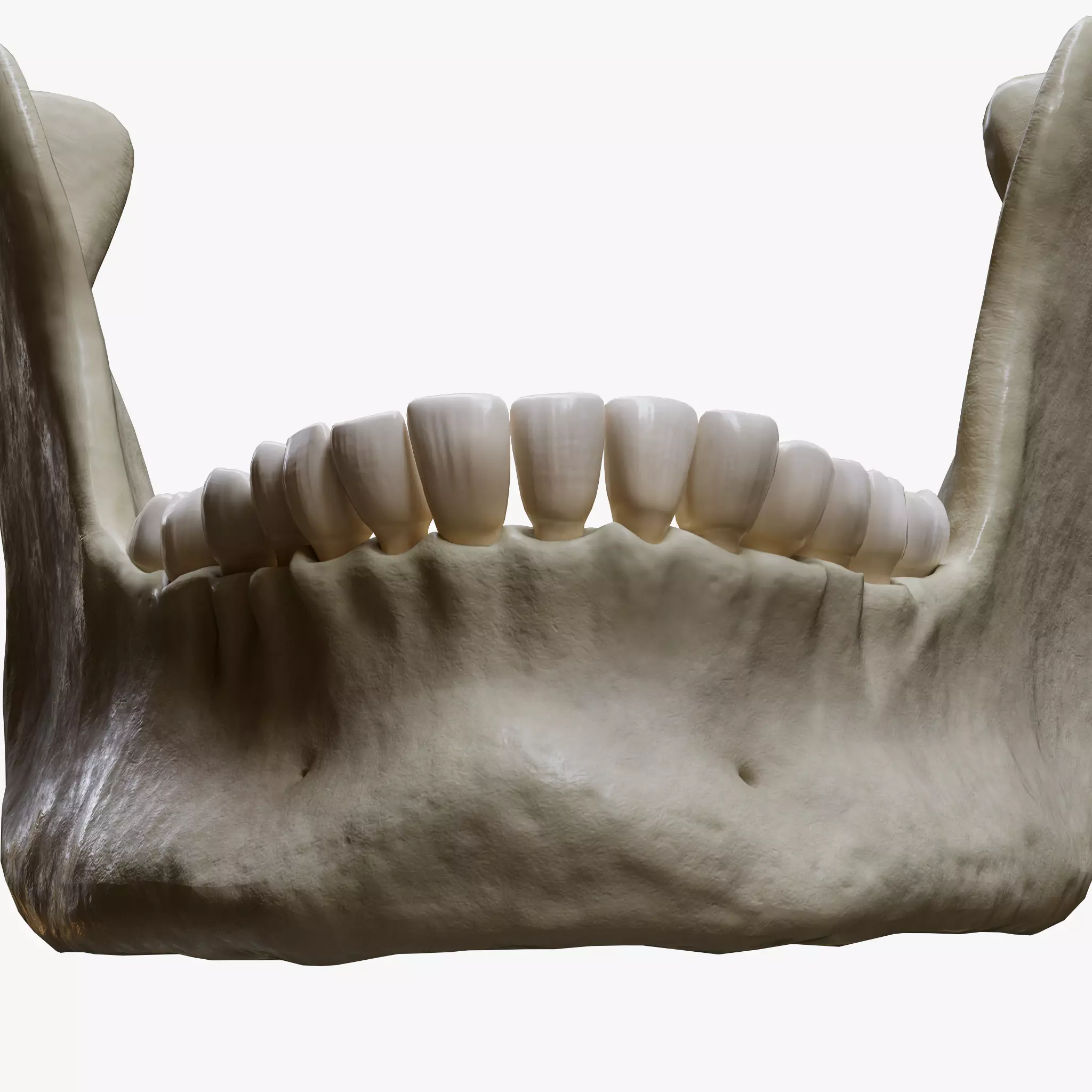 Human Jaw Anatomy Low-poly 3D model_0