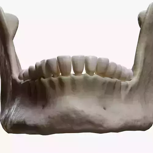 Human Jaw Anatomy