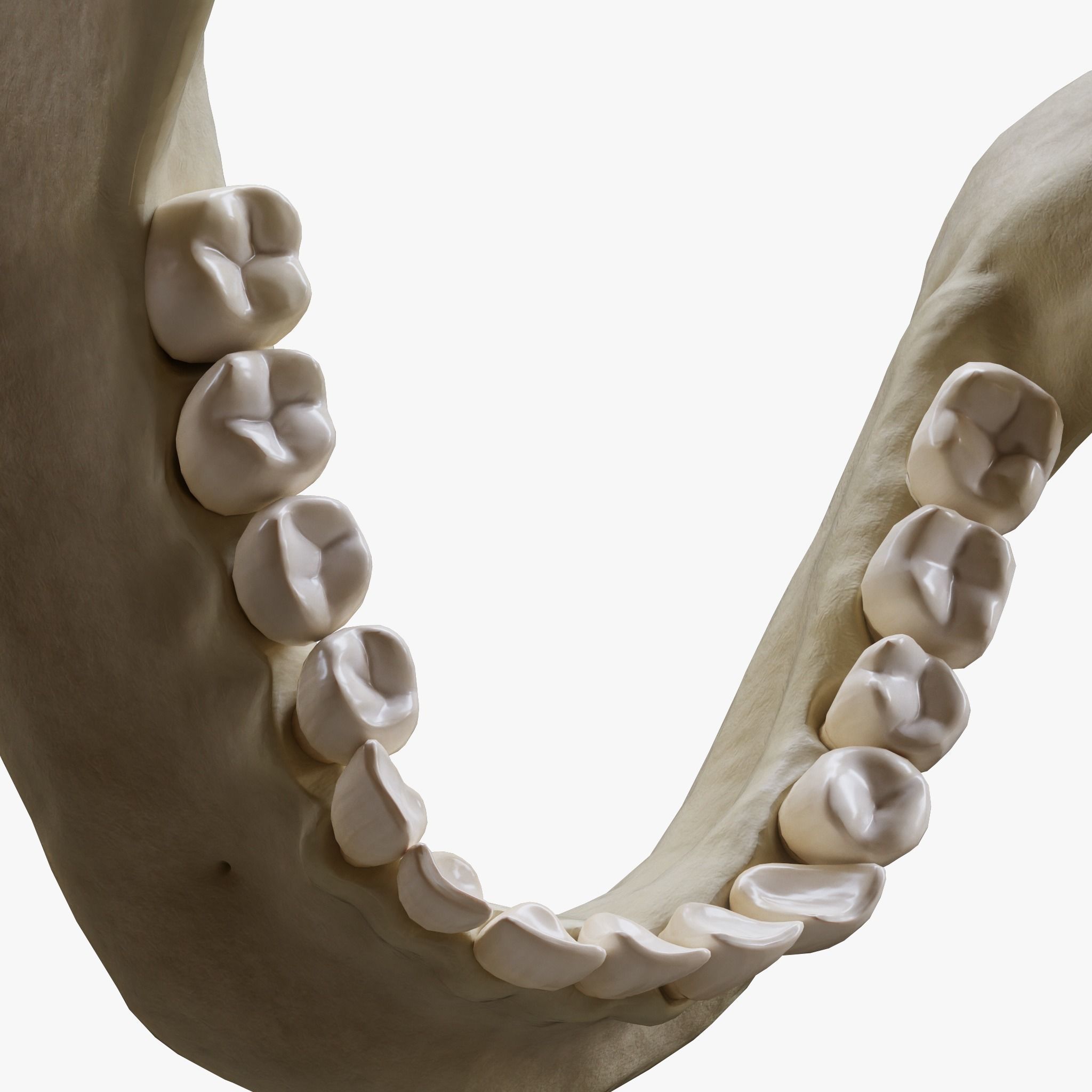 Human Jaw Anatomy Low-poly 3D model_3