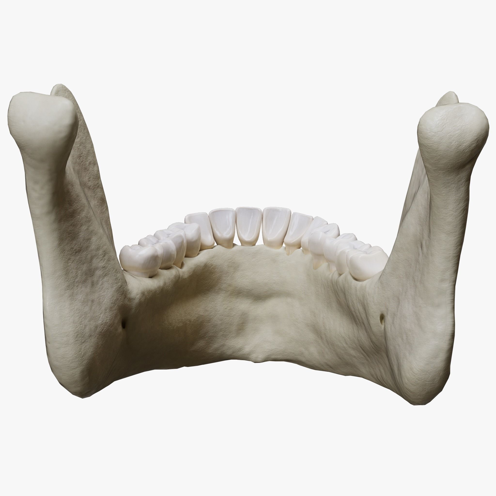 Human Jaw Anatomy Low-poly 3D model_5
