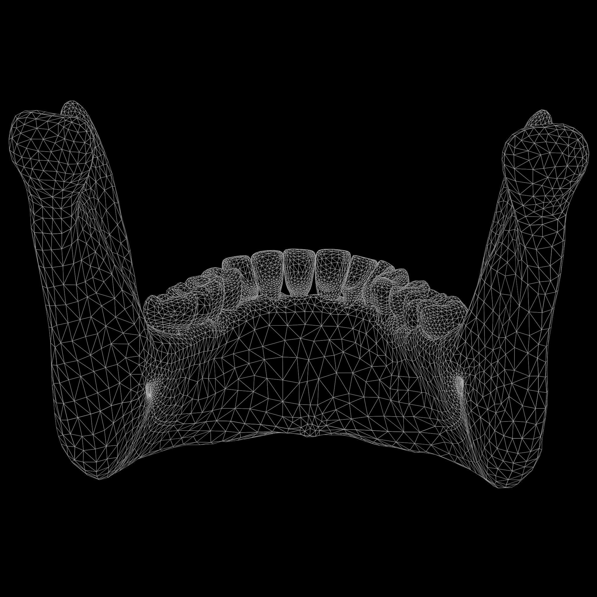 Human Jaw Anatomy Low-poly 3D model_6