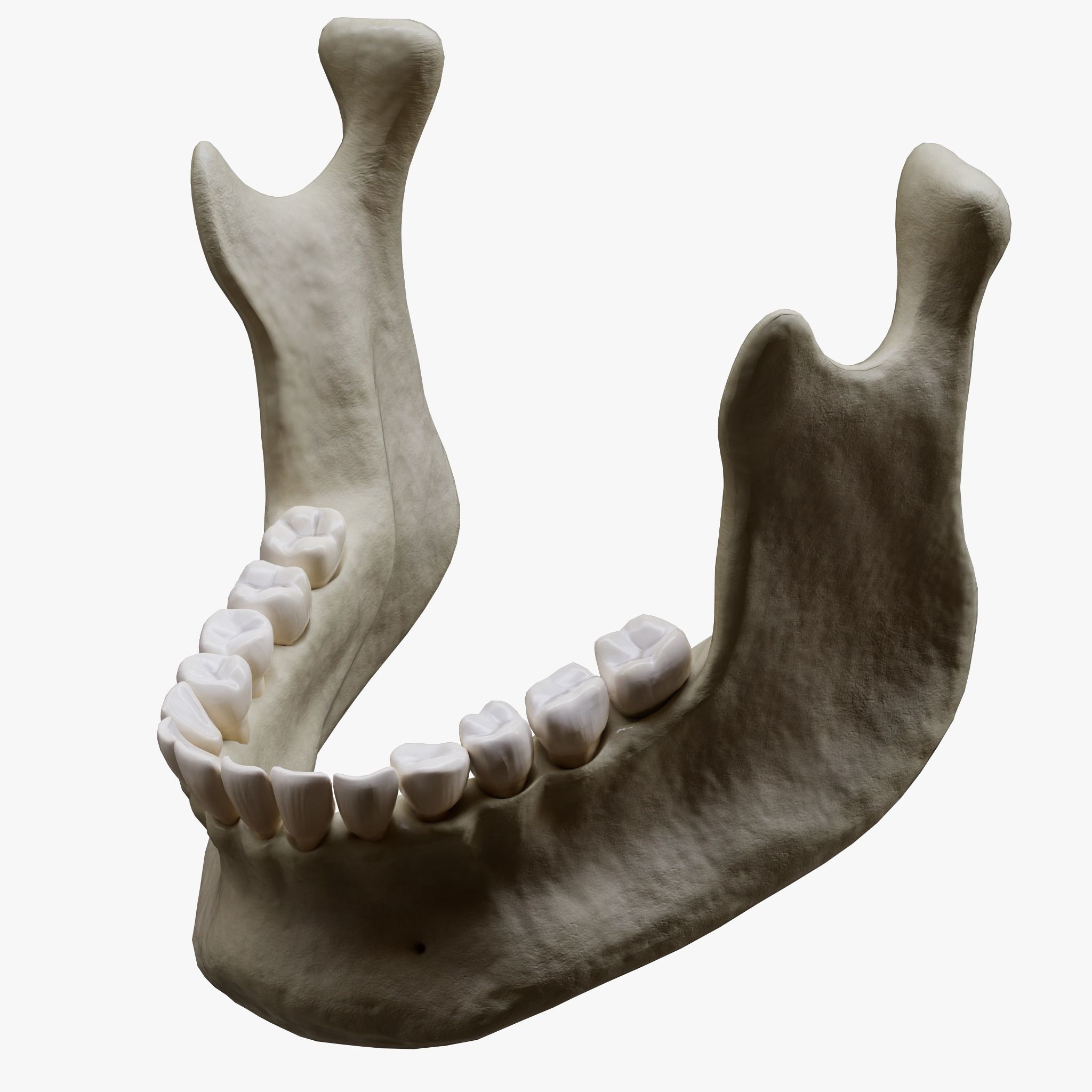 Human Jaw Anatomy Low-poly 3D model_4