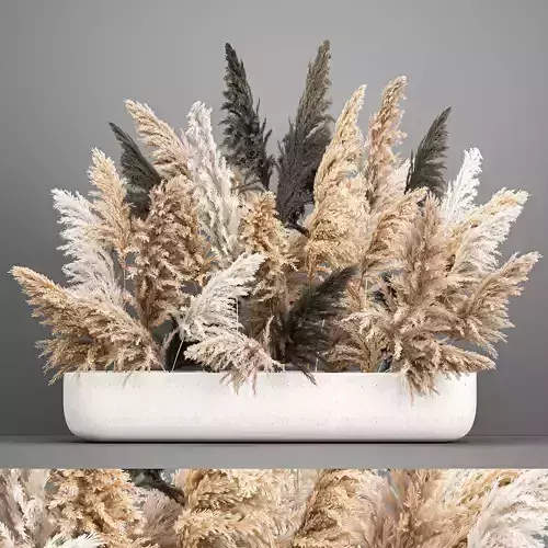 Bouquet of dried reeds in a vase cortaderia pampas grass 186