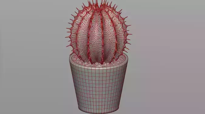 Cactus in a pot