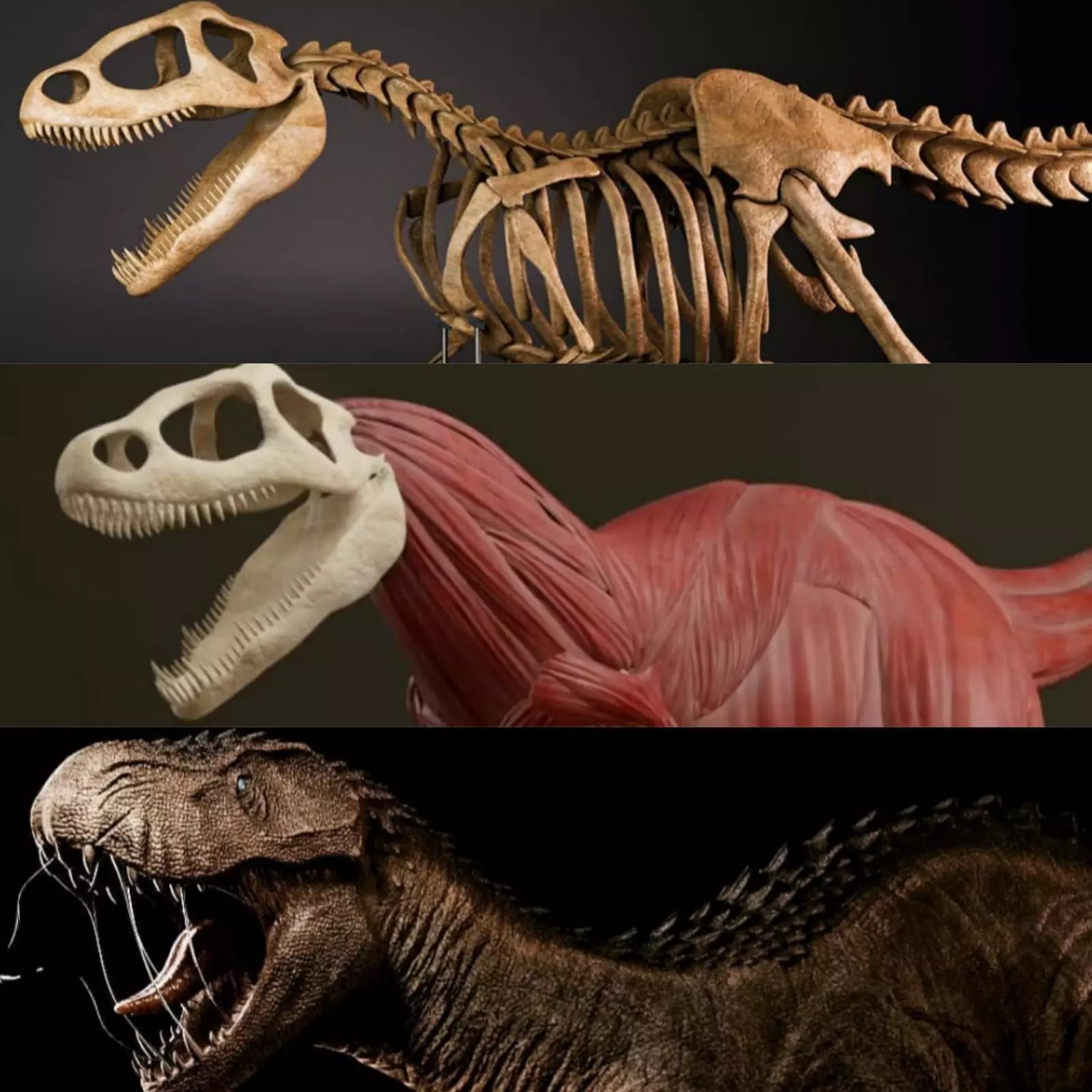 Dinosaur   skeleton  muscles 3D model_0