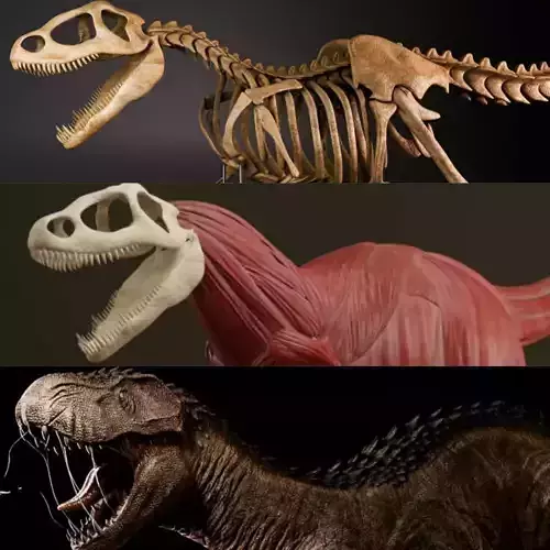 Dinosaur   skeleton  muscles 3D model