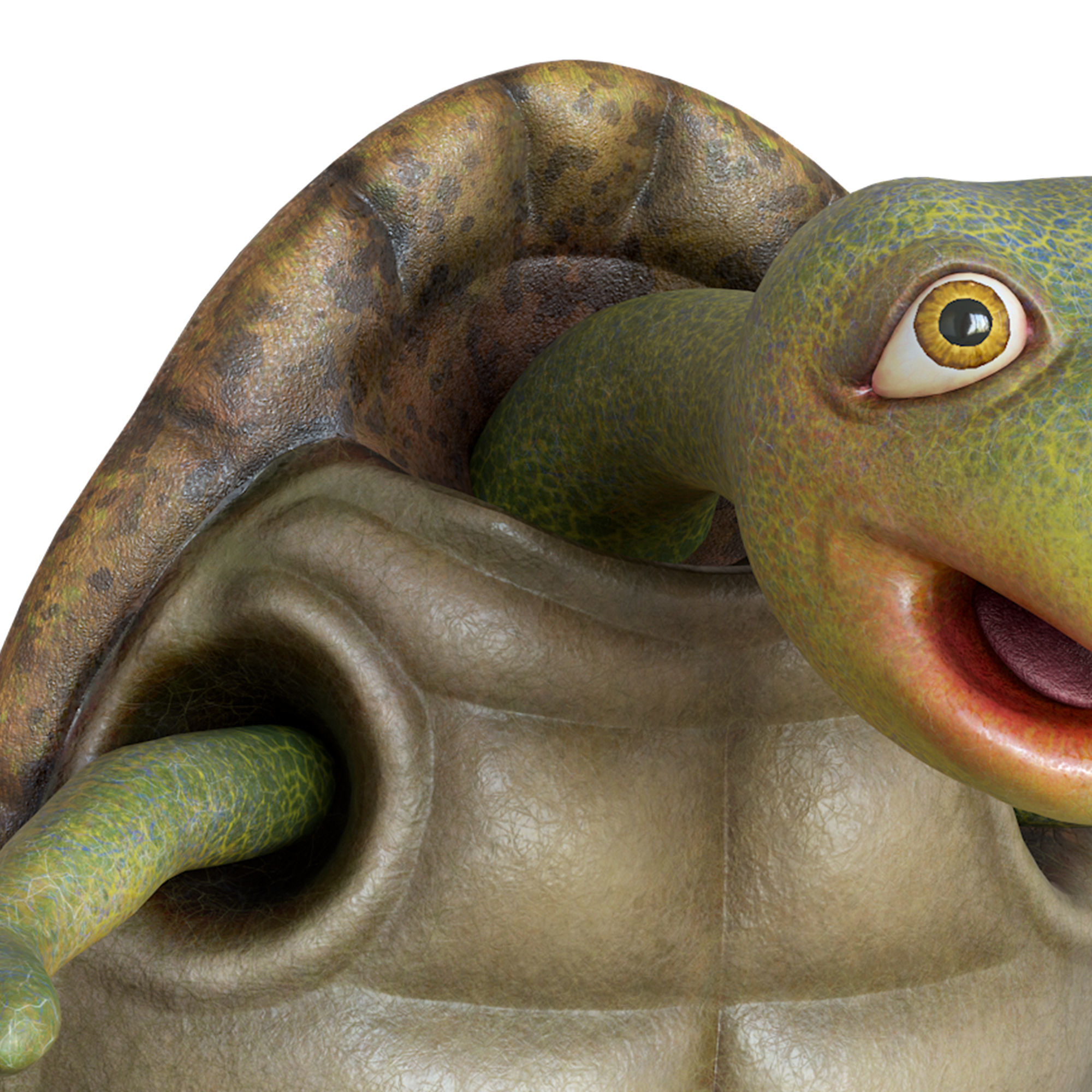 Cartoon Turtle Low-poly 3D model_17