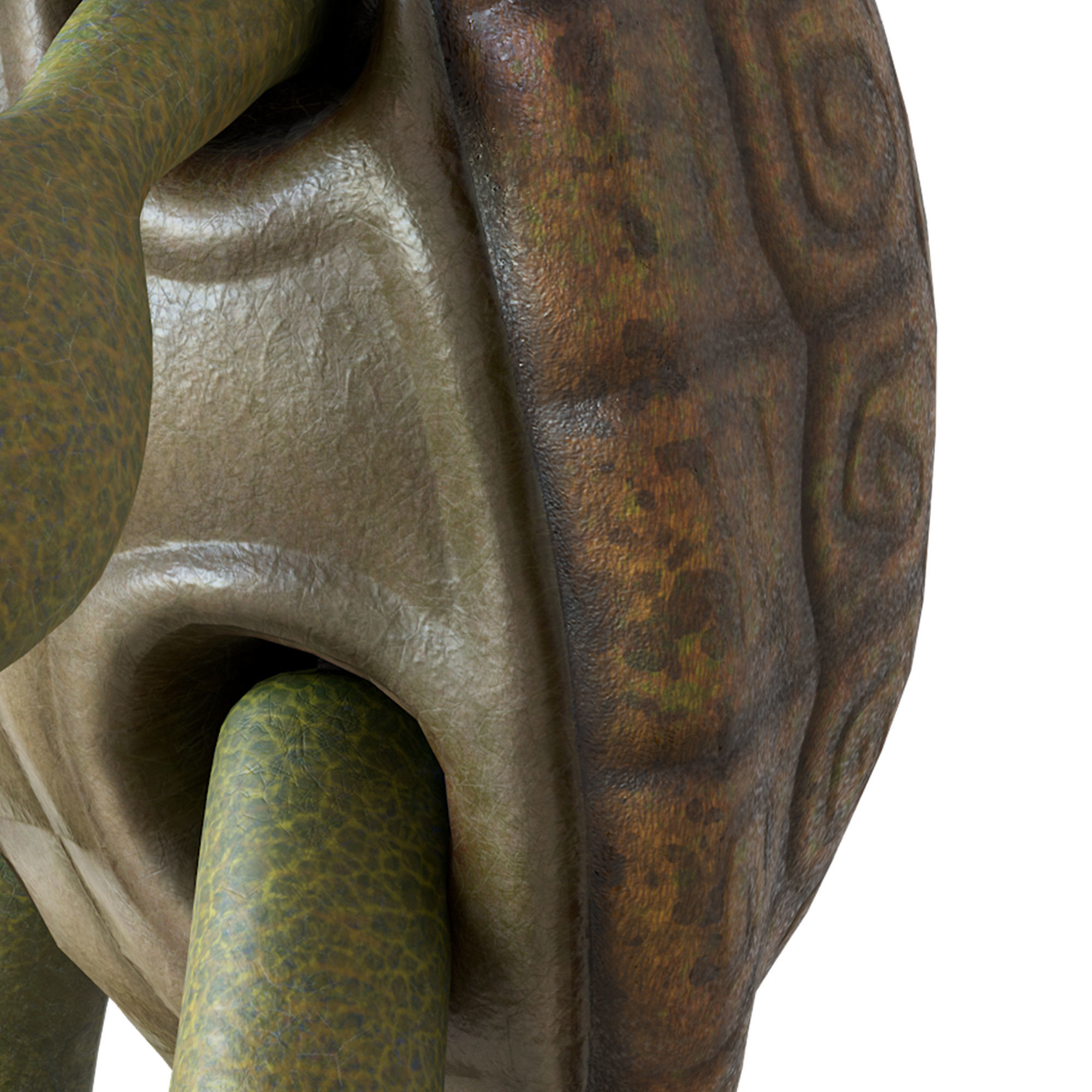 Cartoon Turtle Low-poly 3D model_21