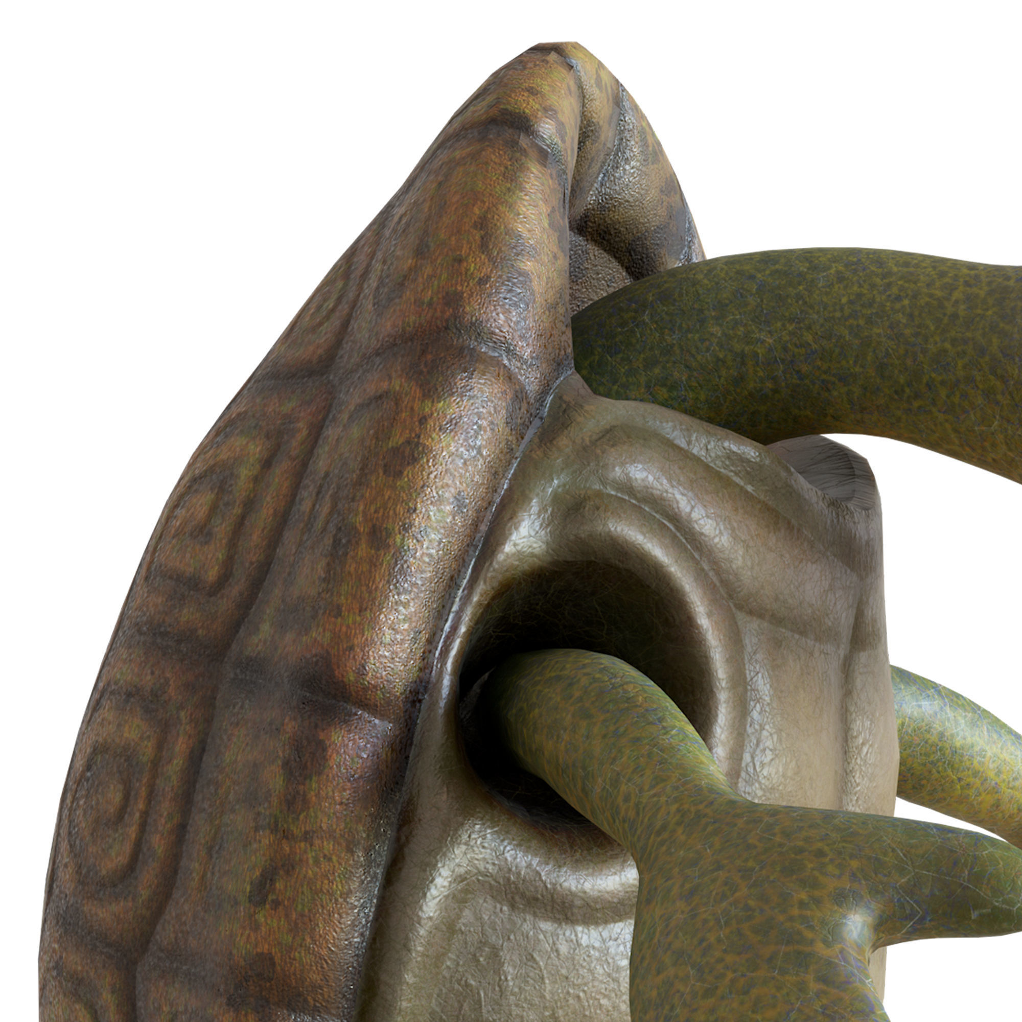 Cartoon Turtle Low-poly 3D model_20