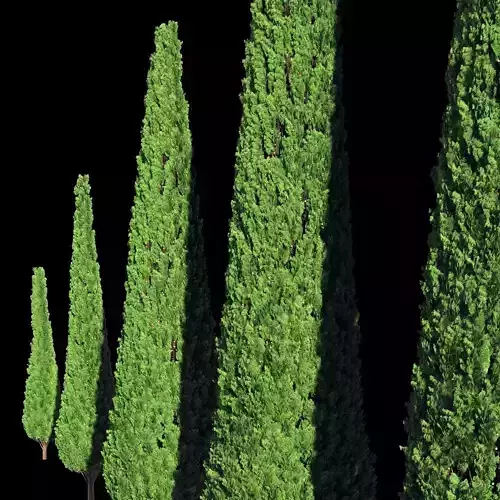  Cypresses 5-20 meters 3D model