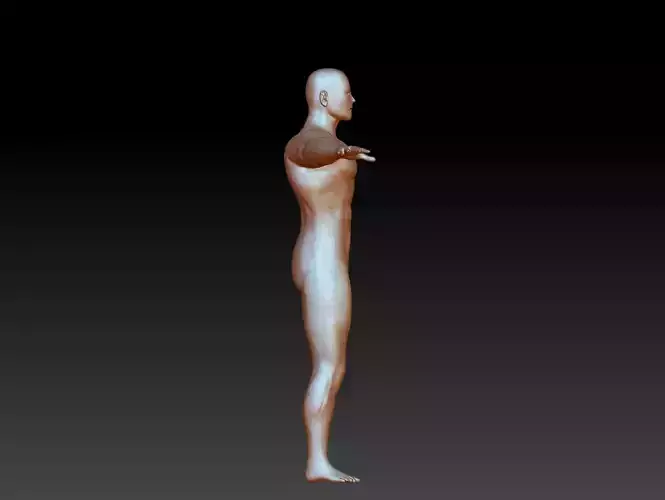 3D man body model download man body basic model download