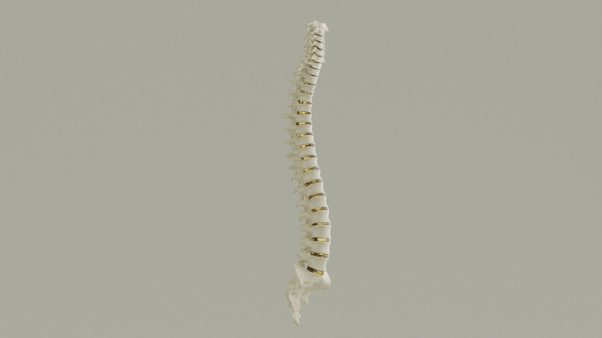 Spinal Column Anatomy Model 3D model_10