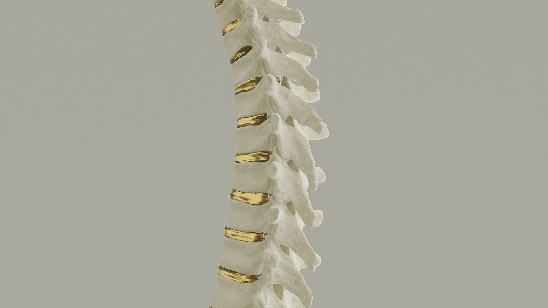 Spinal Column Anatomy Model 3D model_3