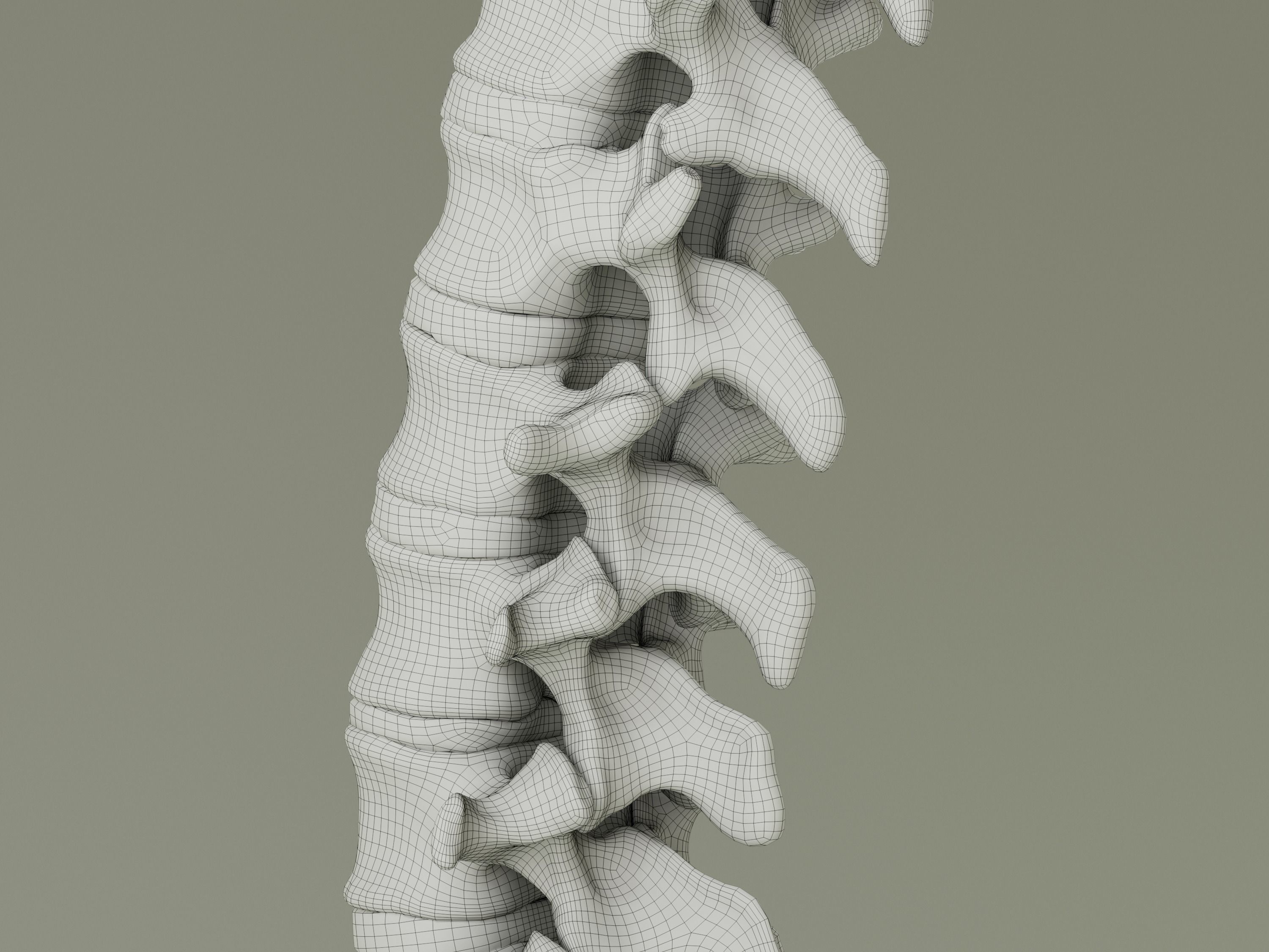 Spinal Column Anatomy Model 3D model_17