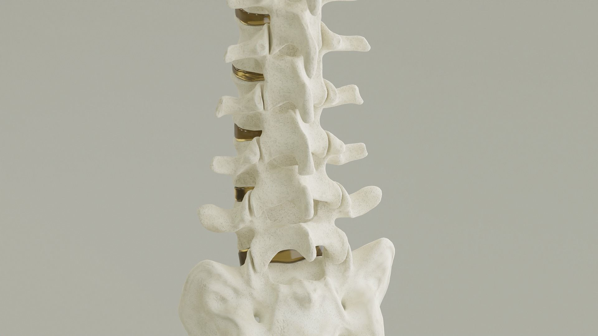 Spinal Column Anatomy Model 3D model_1