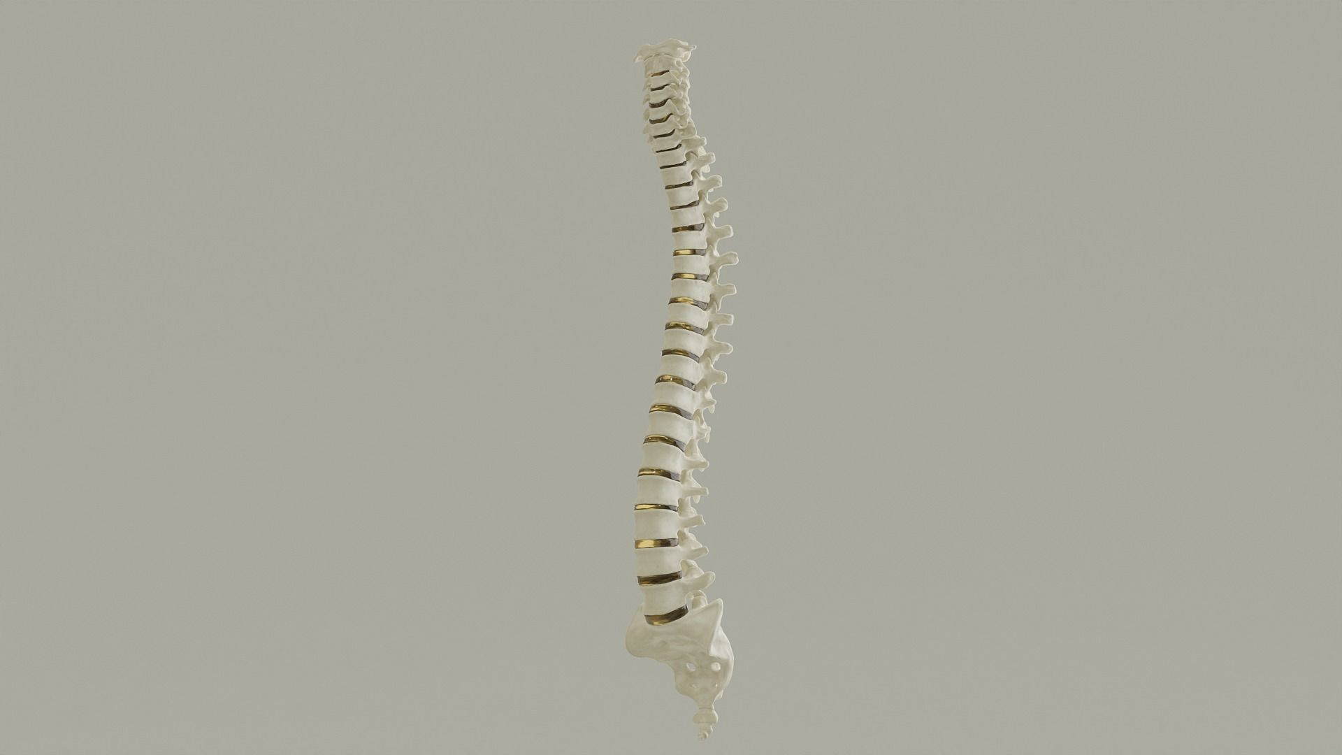 Spinal Column Anatomy Model 3D model_13