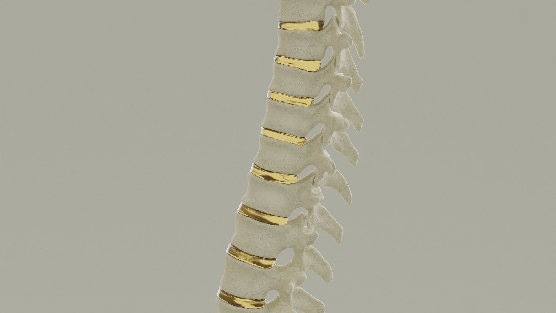 Spinal Column Anatomy Model 3D model_7