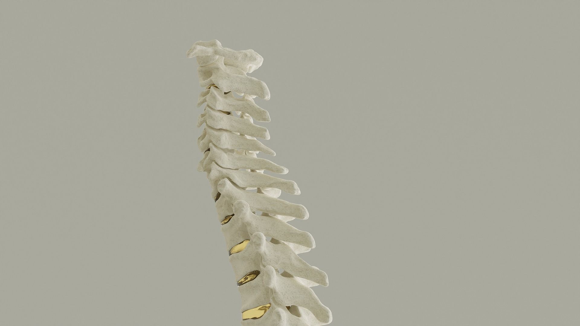 Spinal Column Anatomy Model 3D model_6