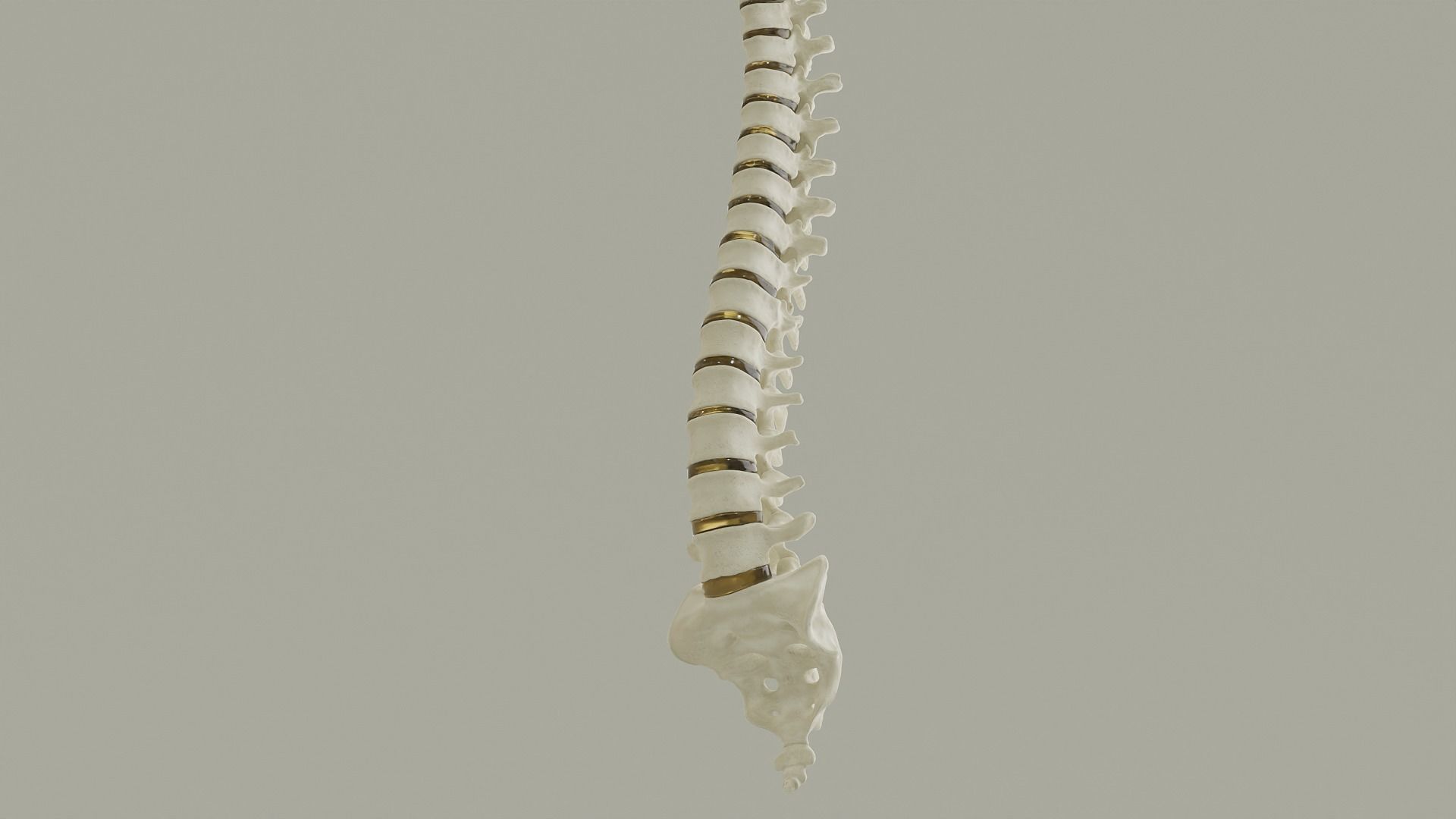 Spinal Column Anatomy Model 3D model_14