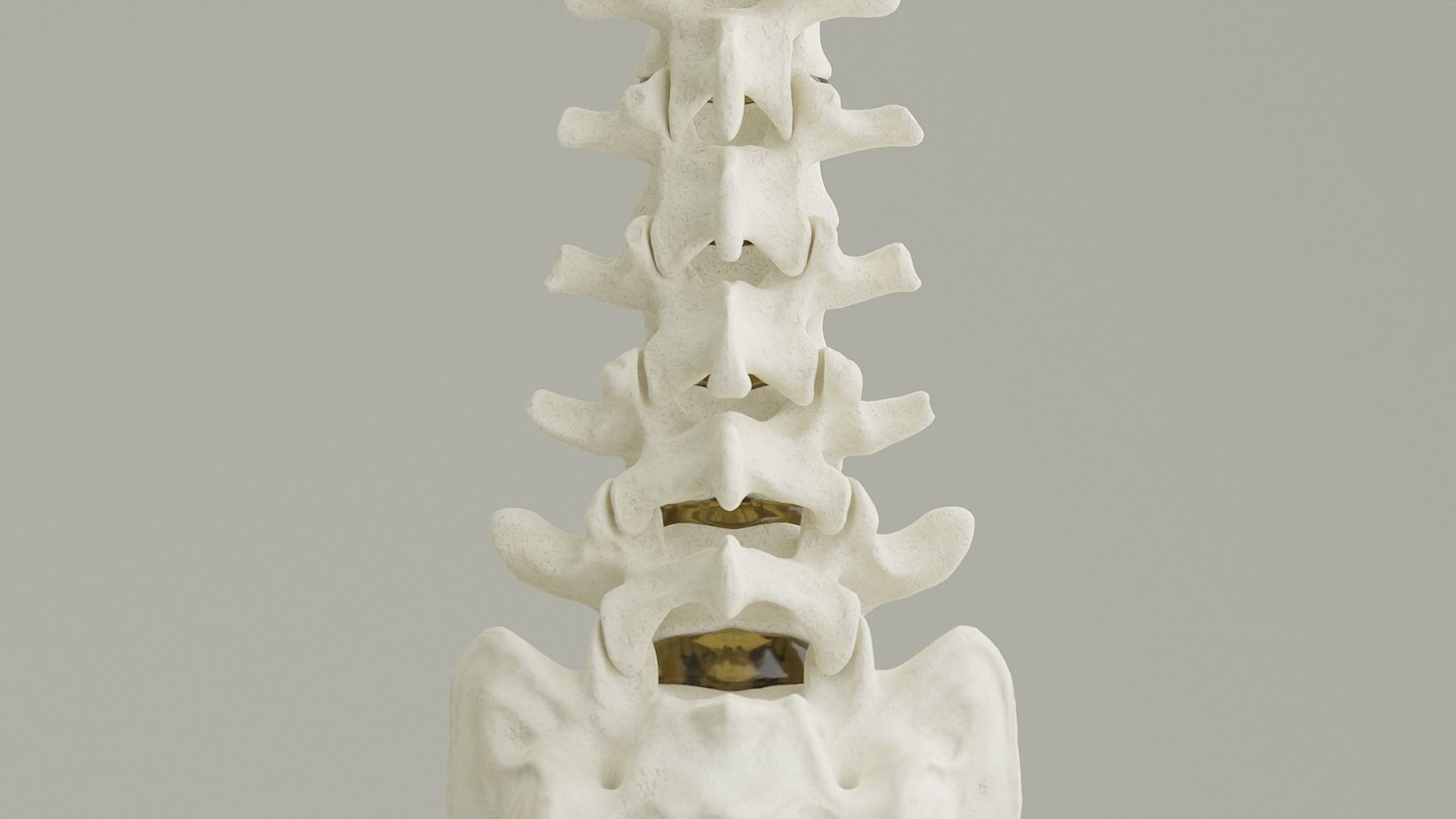 Spinal Column Anatomy Model 3D model_5