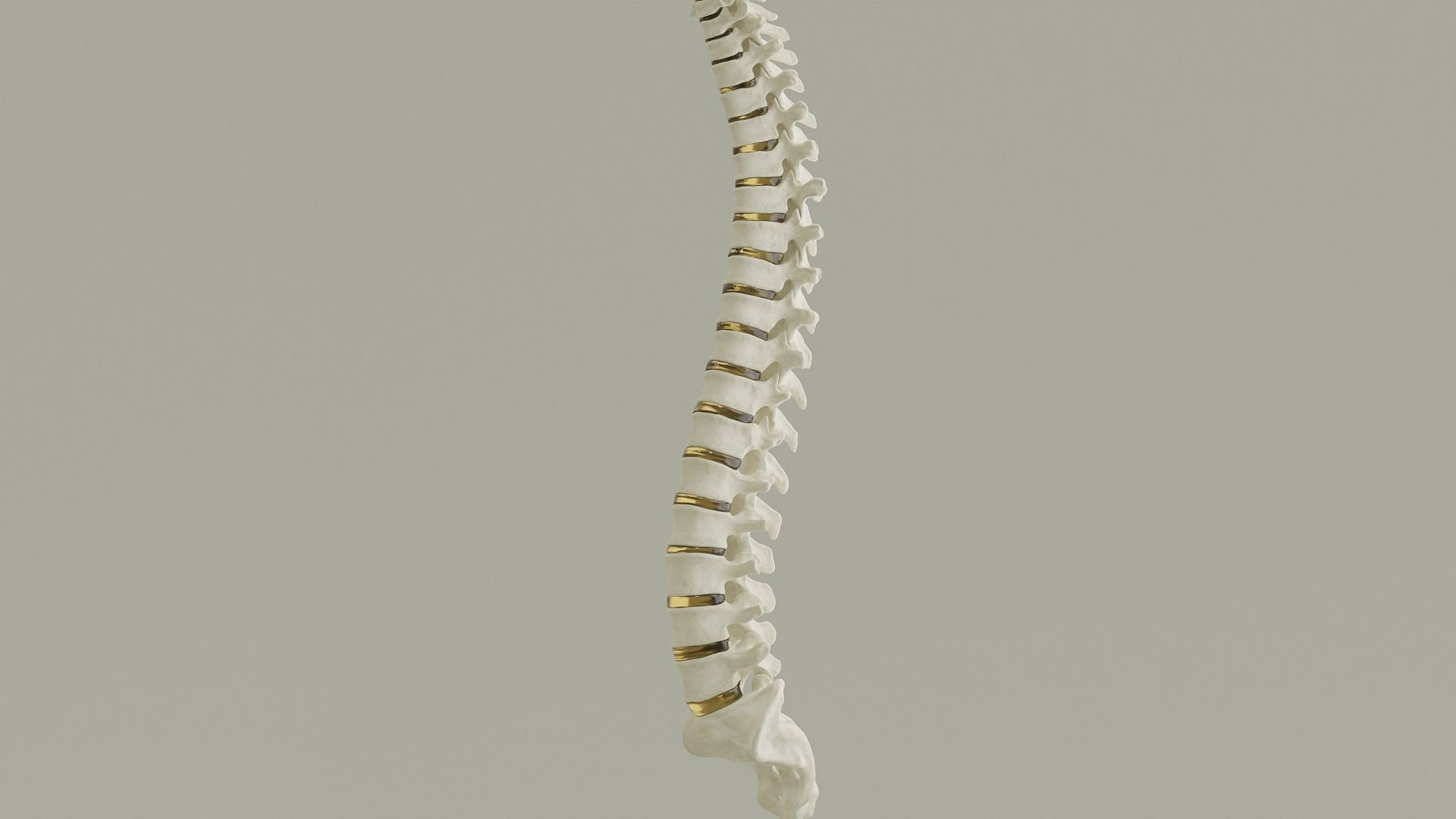 Spinal Column Anatomy Model 3D model_8